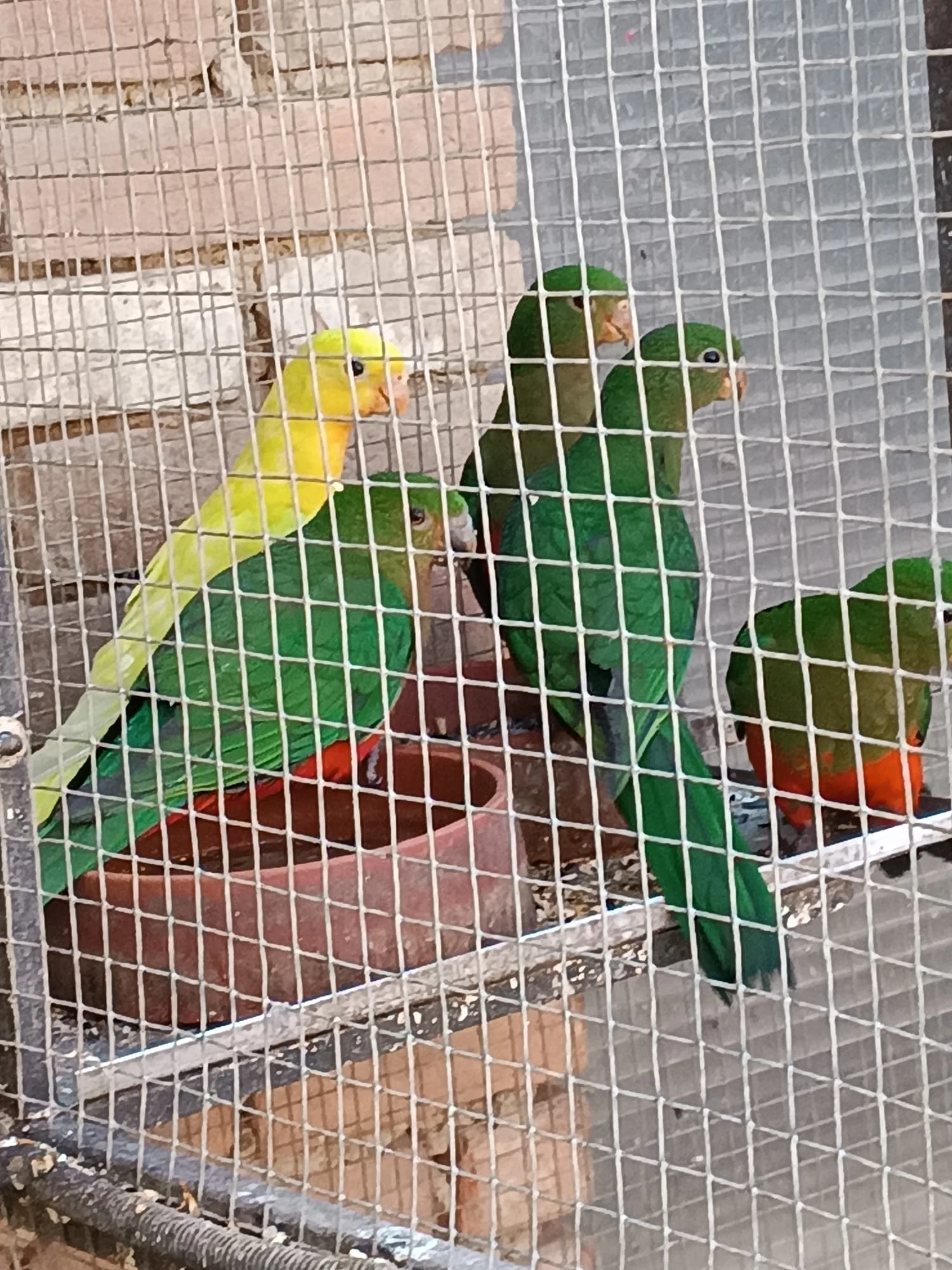 Papoušek královský