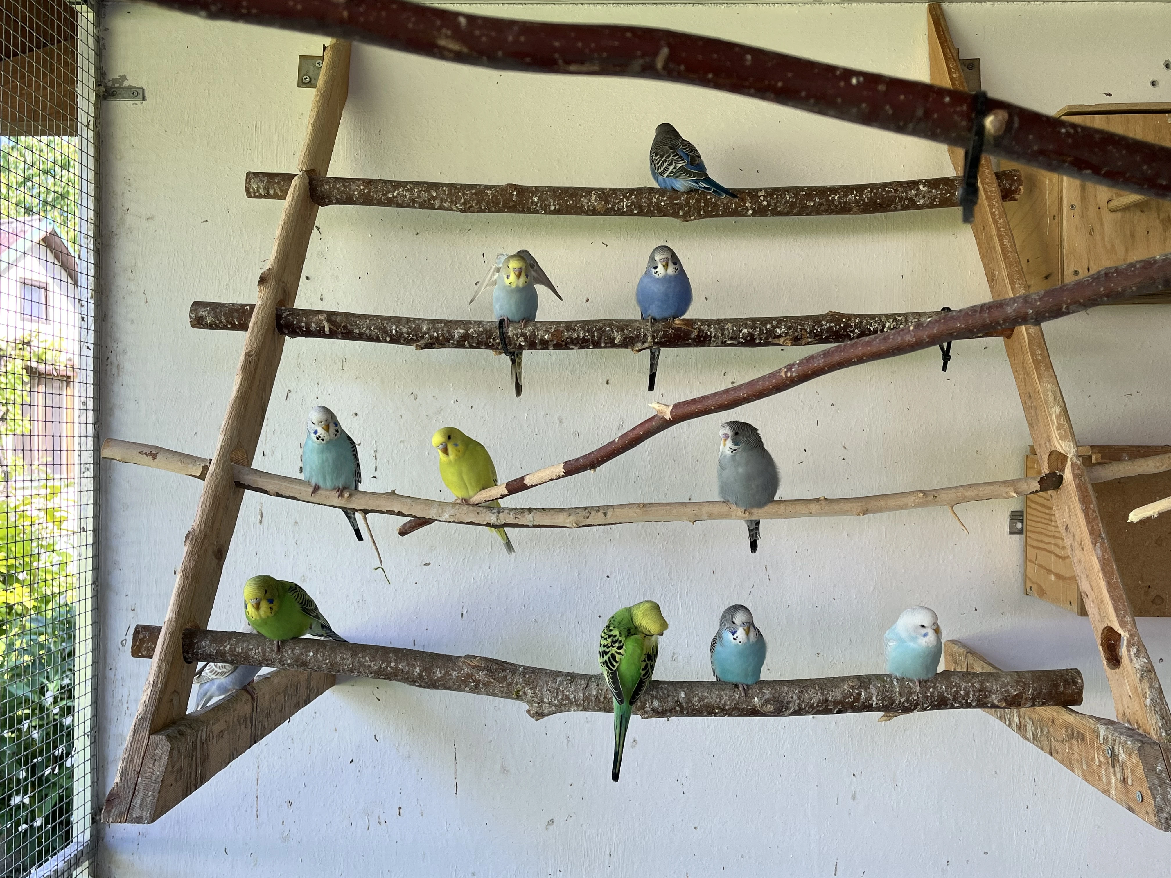 Mladé andulky do chovu i jako mazlíčci