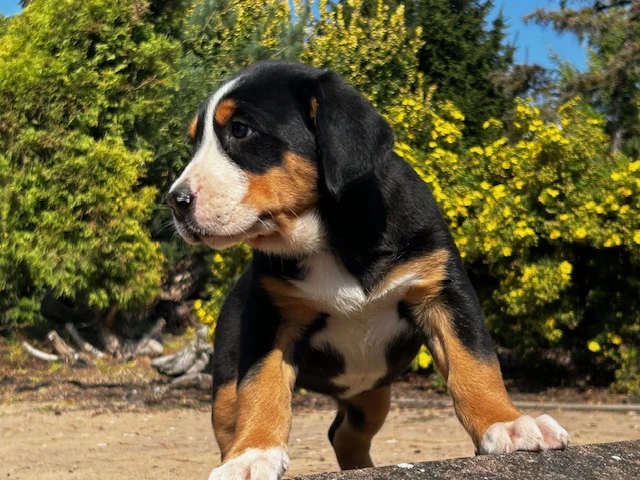 Velký švýcarský salašnický pes