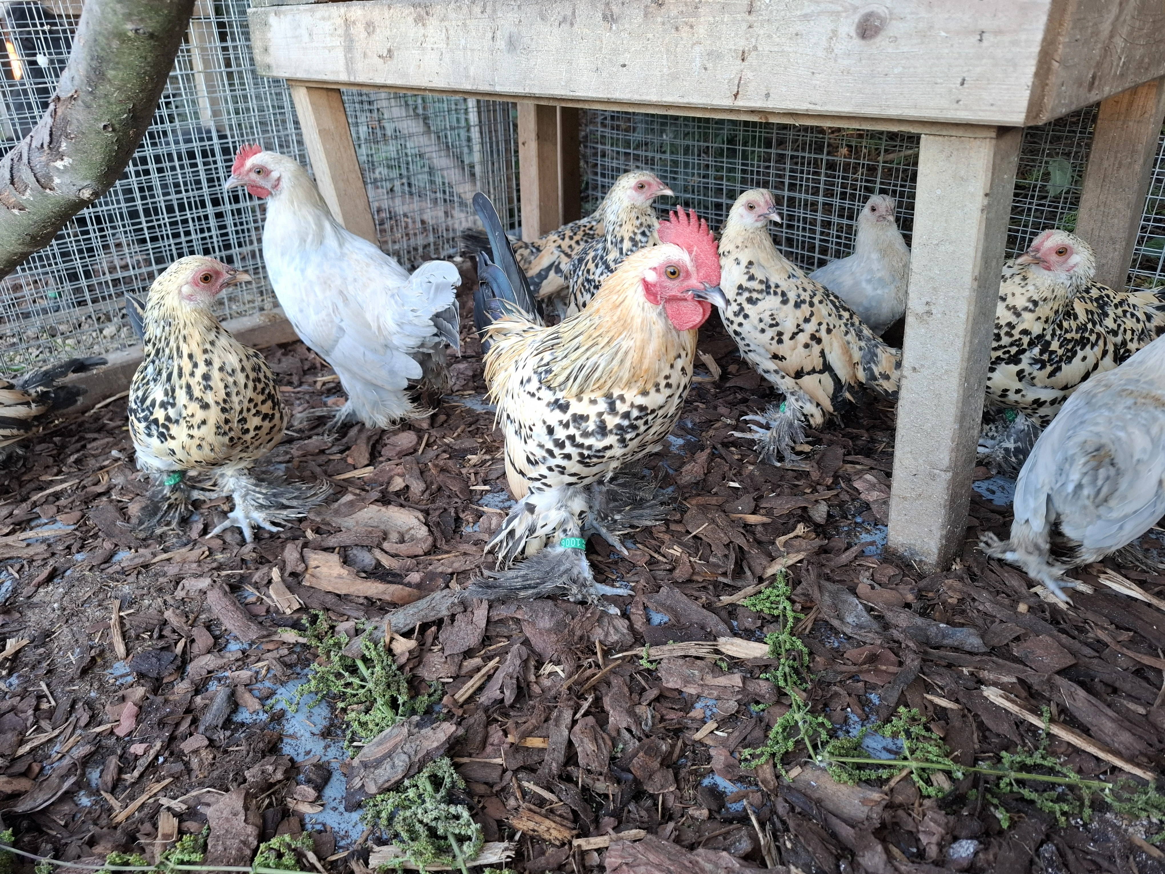 Zakrslá rousná citrónová