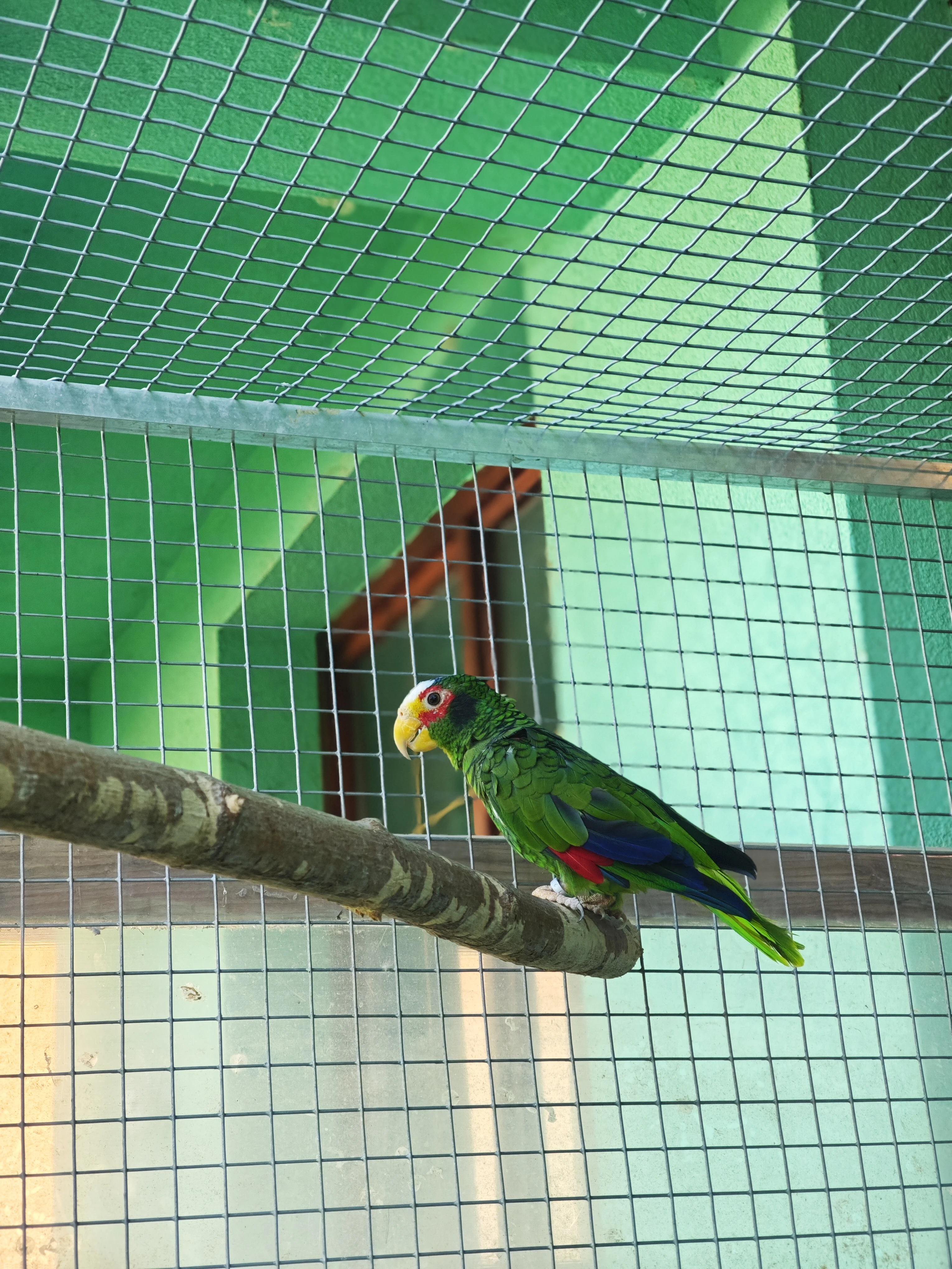 Amazona xantholora