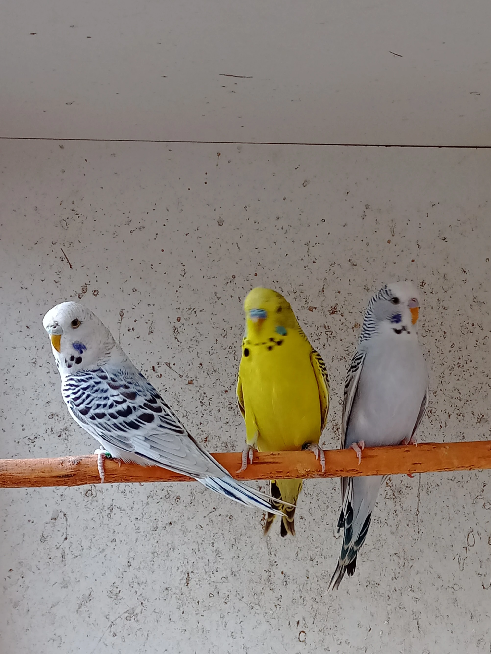 Andulky vlnkované mutace texas clear body