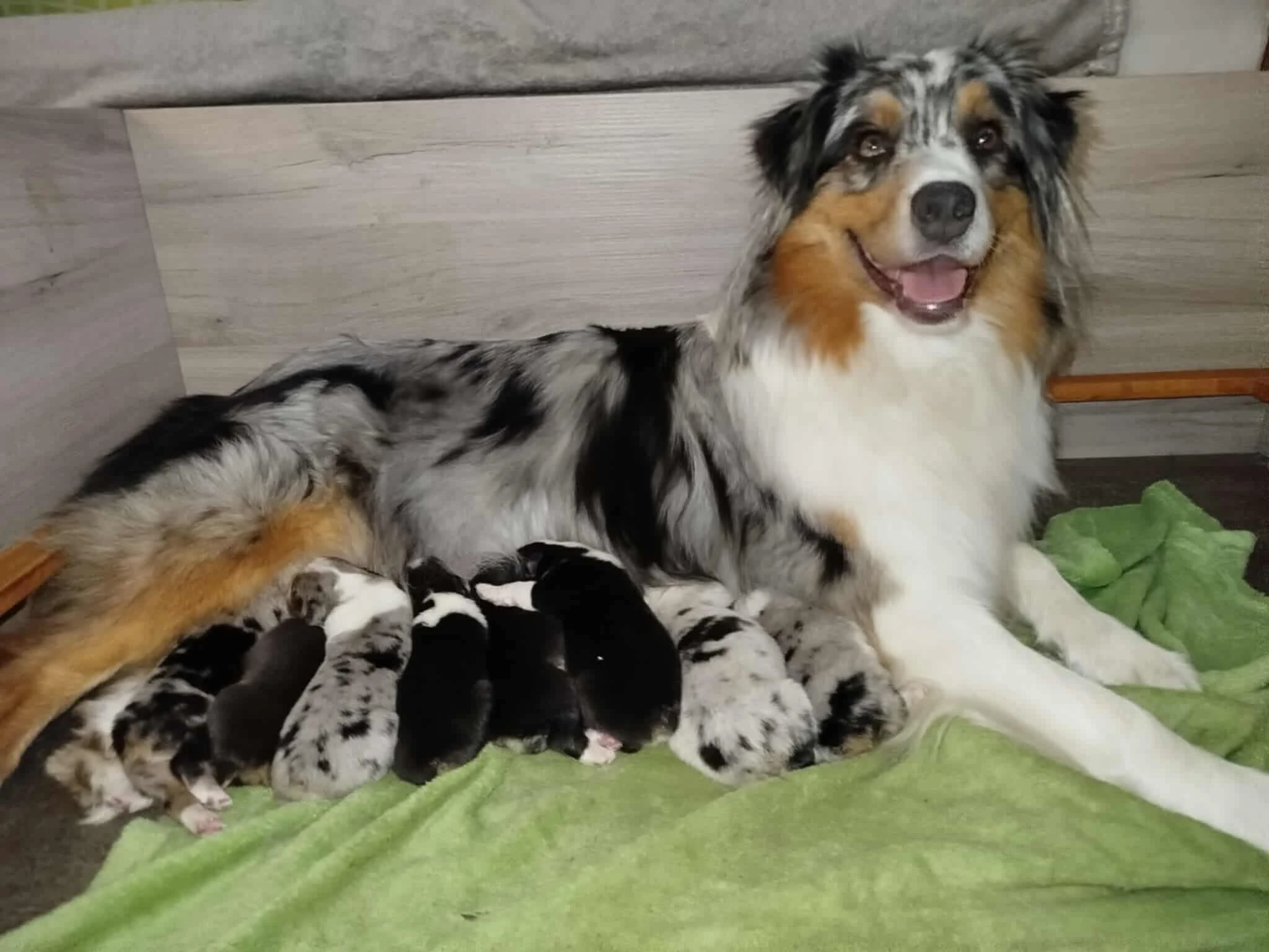 Australský ovčák s PP