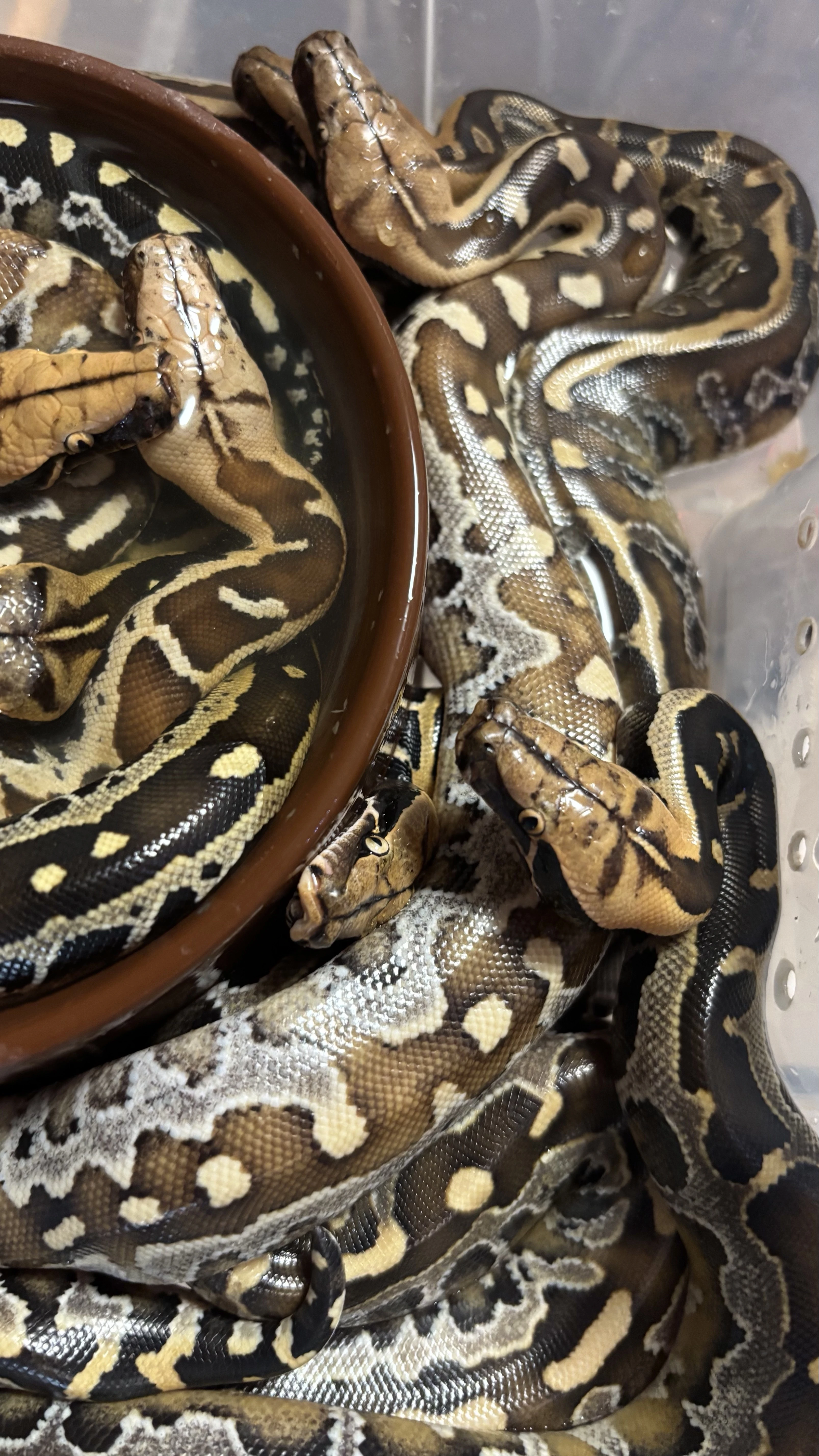 Krajta bornejská - mláďata