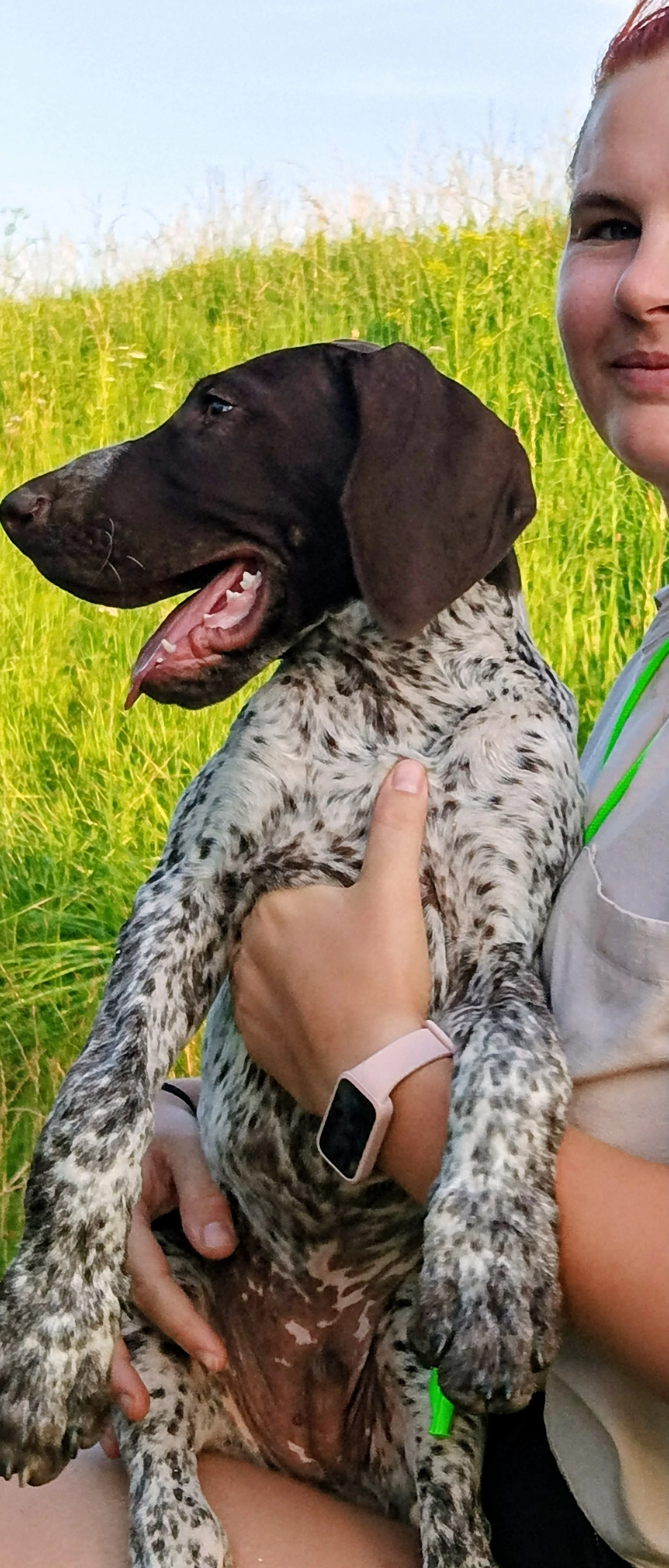 NKO Německý krátkosrstý ohař