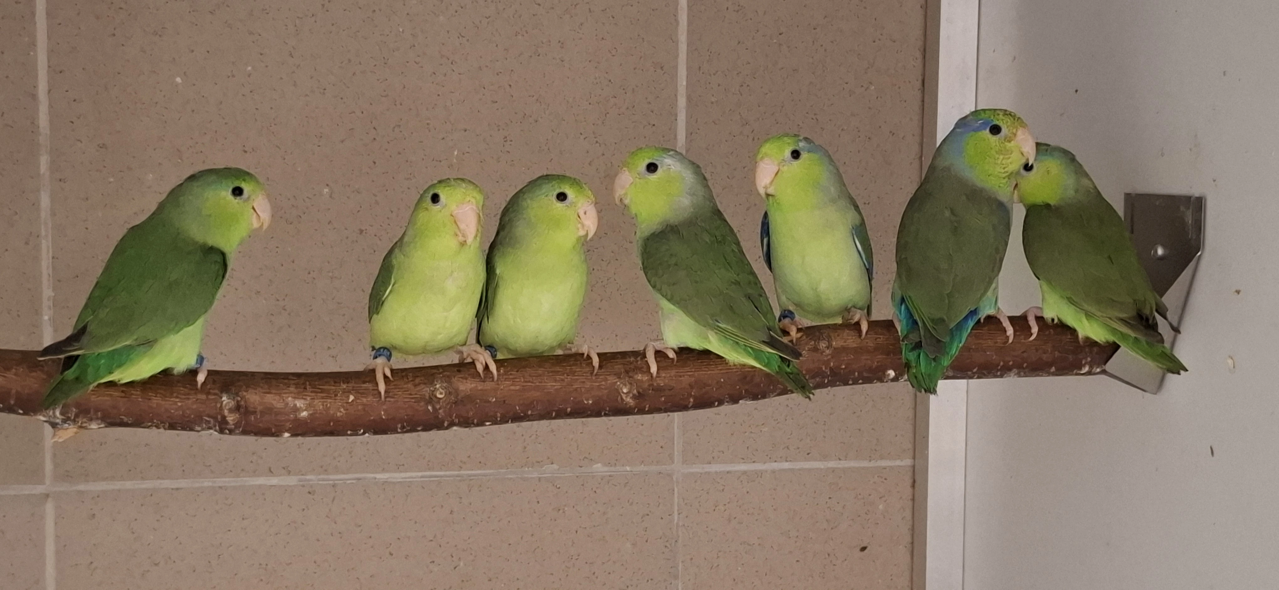 Papoušiček šedokřidlý/ Forpus coelestis