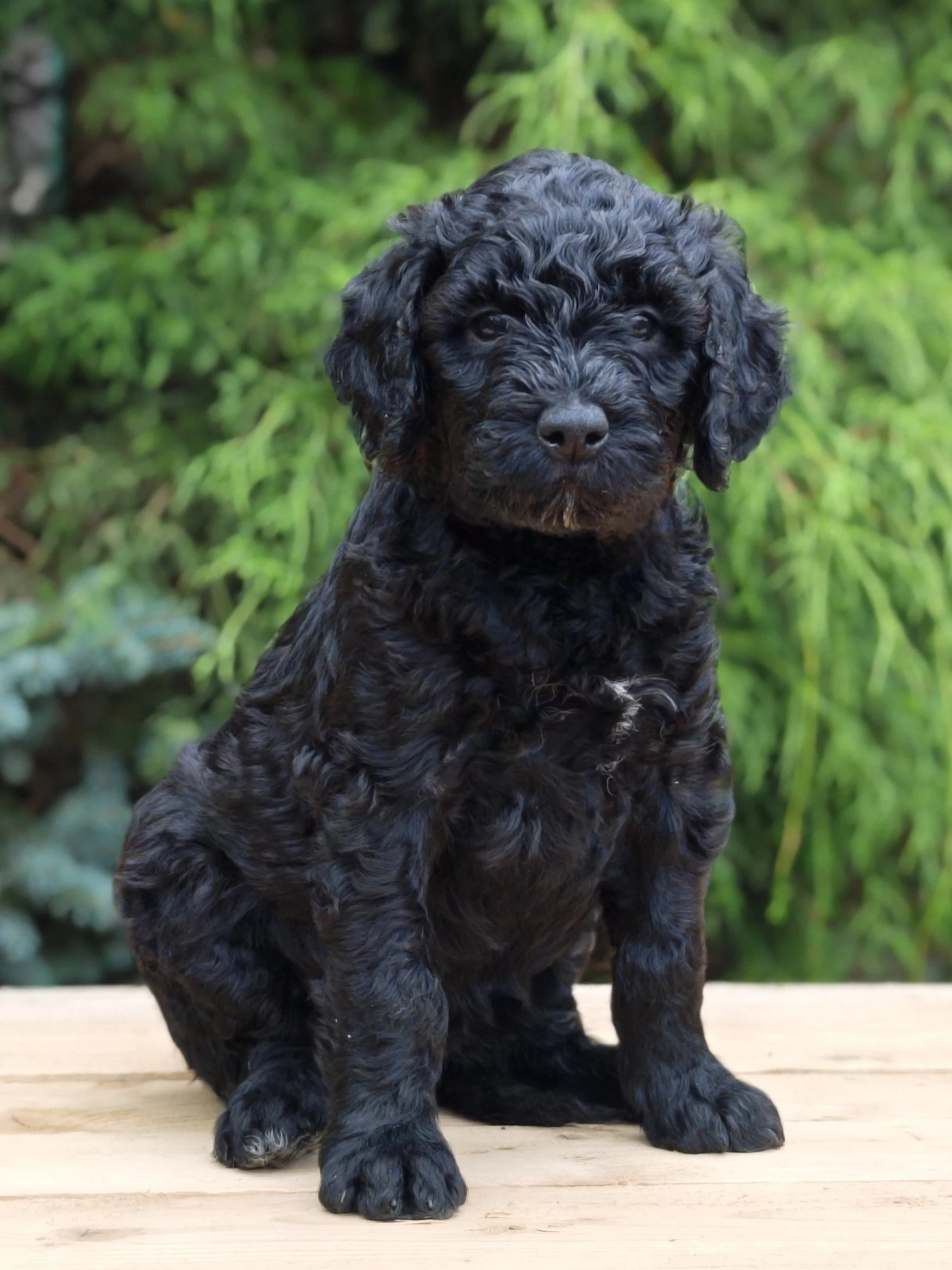 Barbet: Exkluzivní štěňátko k odběru - fenka