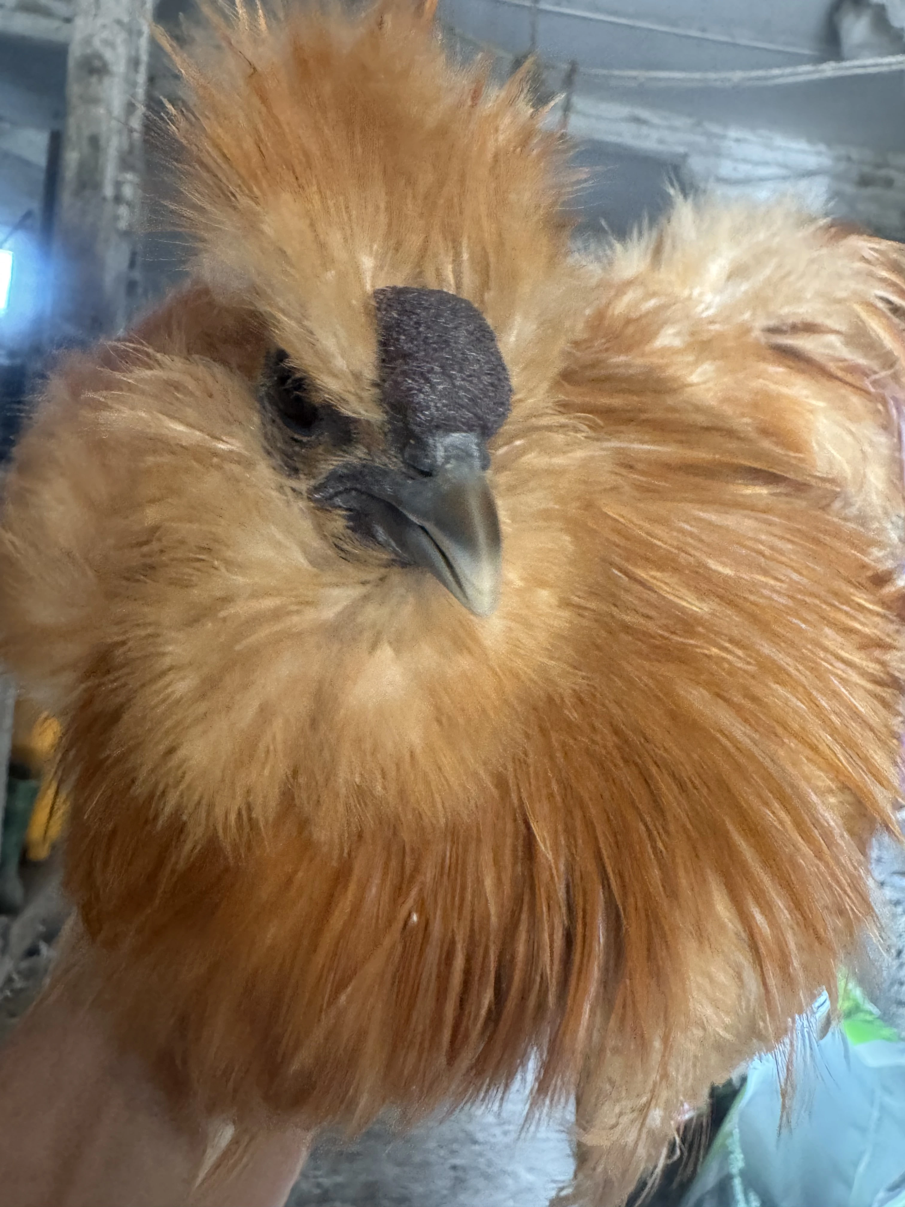 Hedvabnička zlutá vousatá kohout velká EU