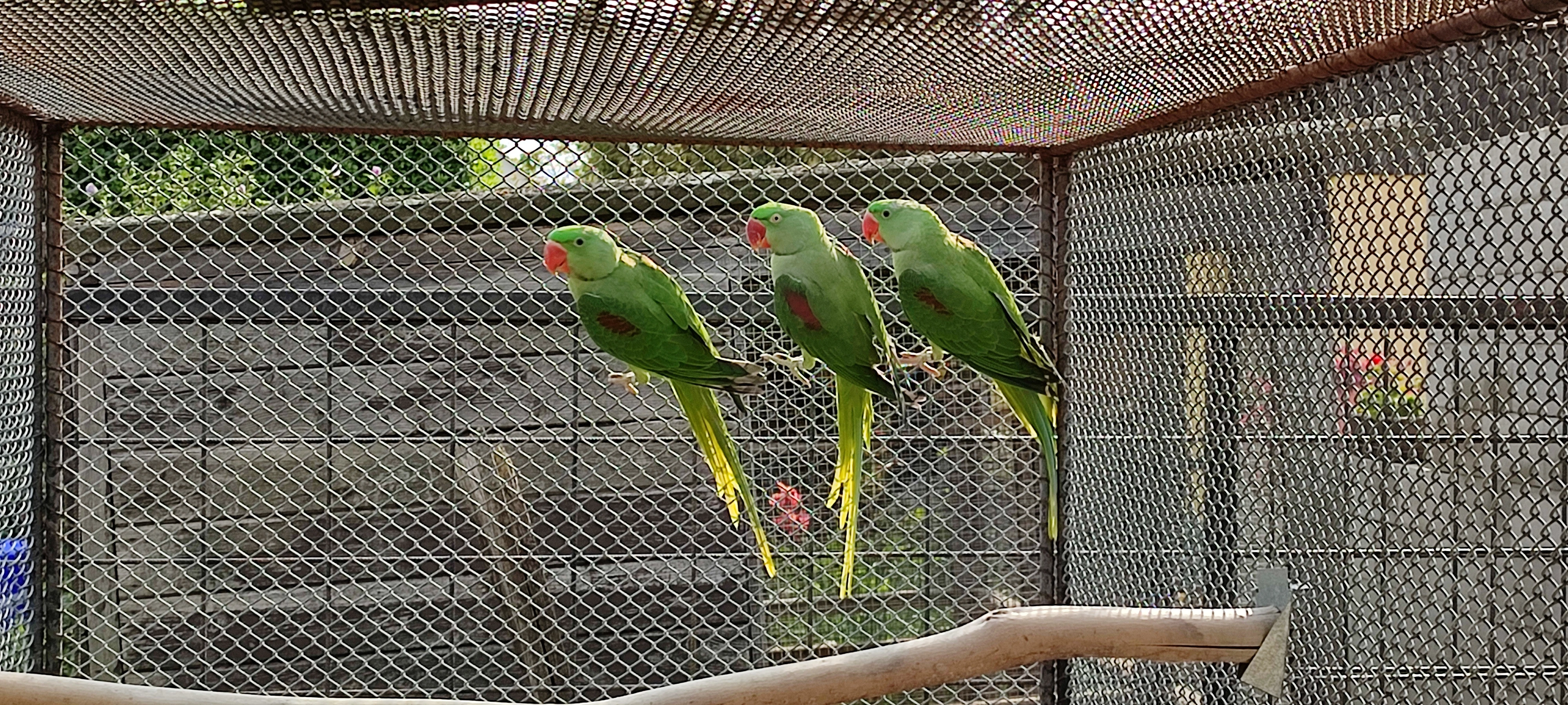 Alexandr velký nepálský