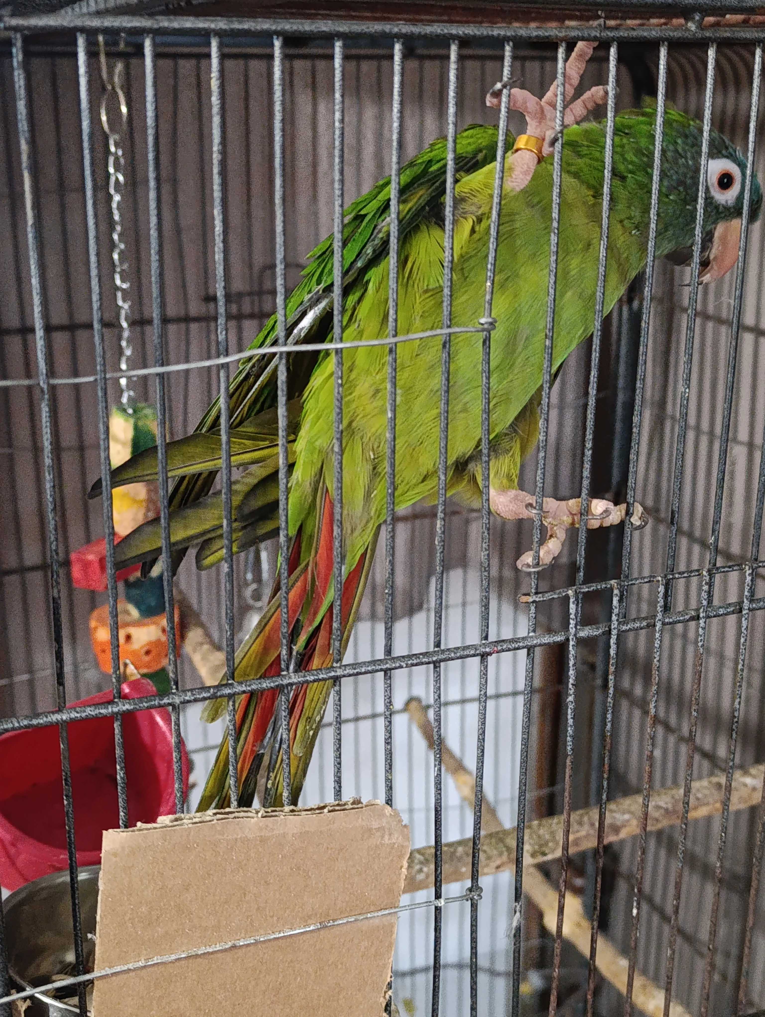 Prodám samce Aratingy Dlouhoocasý