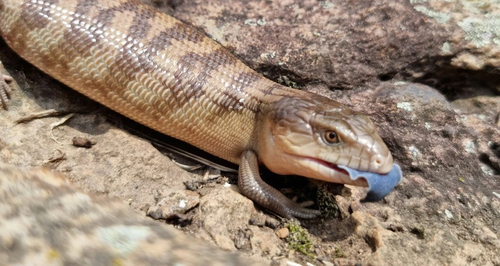 Tiliqua scincoides chimaerea