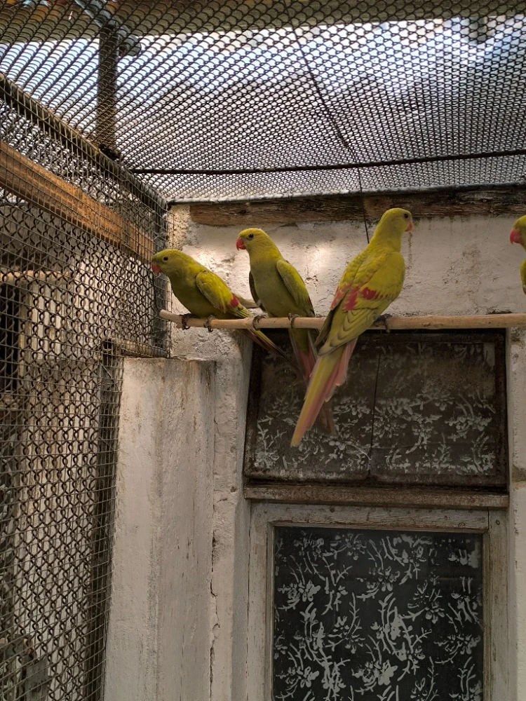 Zpěvavé, kakariky, horské