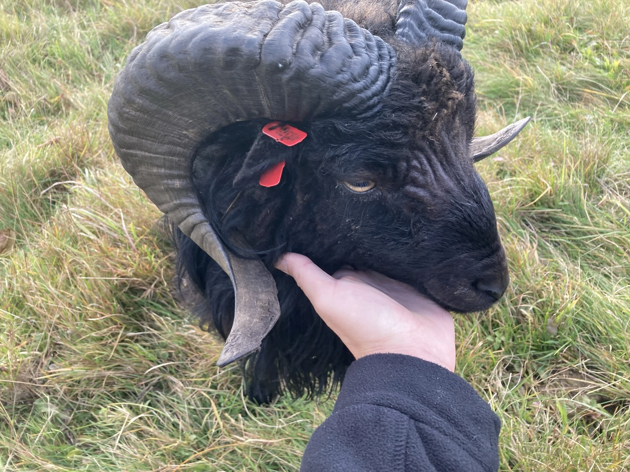 Prodej ovce Ouessantské - Třinecko