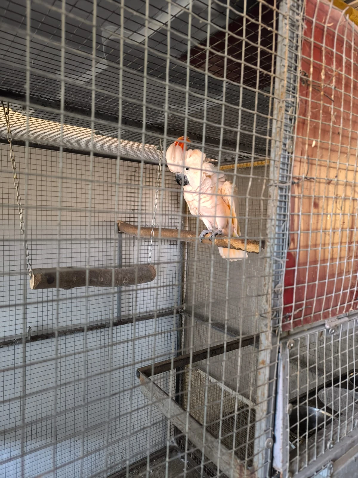 Rušení chovu -zdravotni důvody