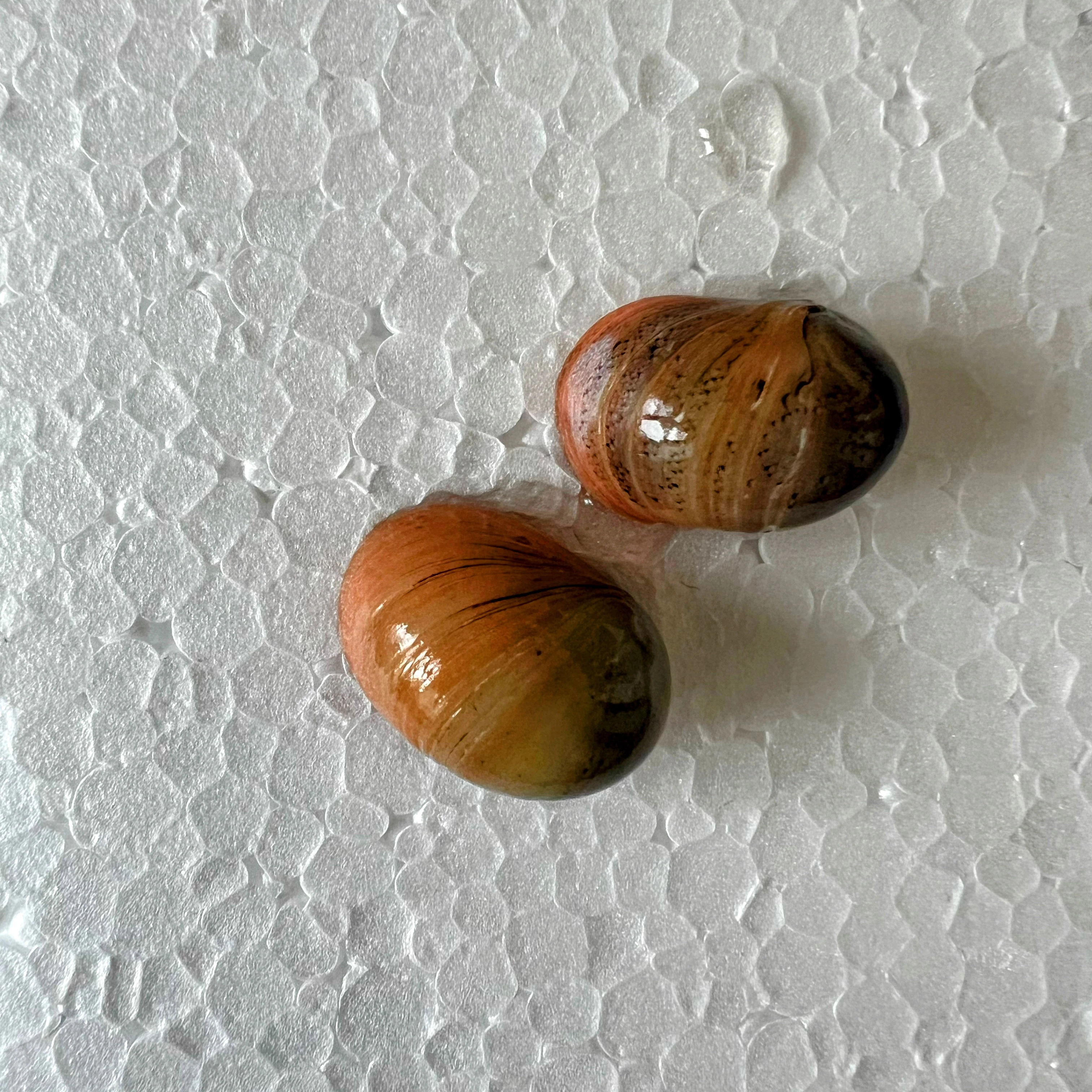 Neritina pink