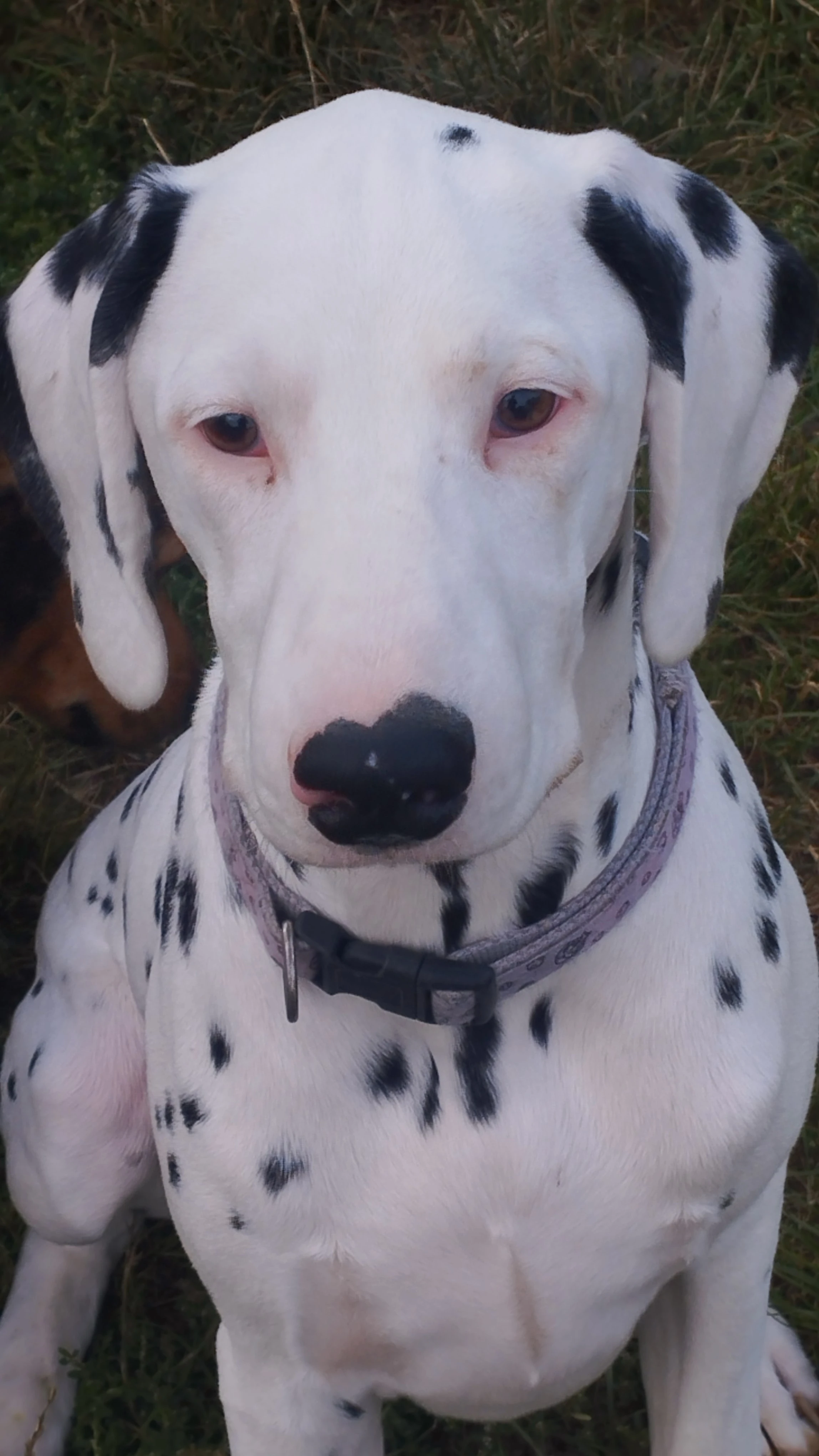 Prodej štěňat dalmatina s PP