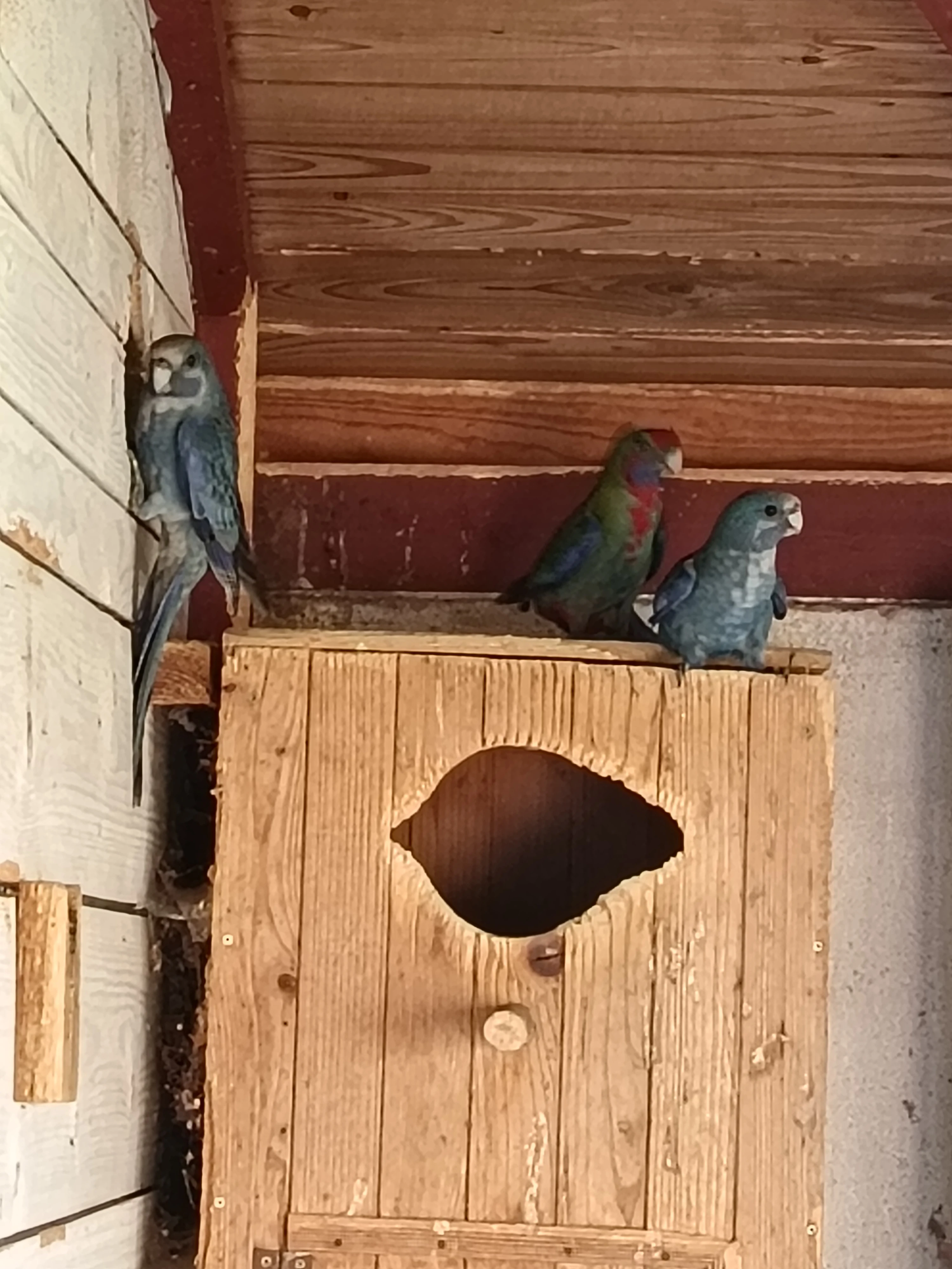 Prodám roselu penant