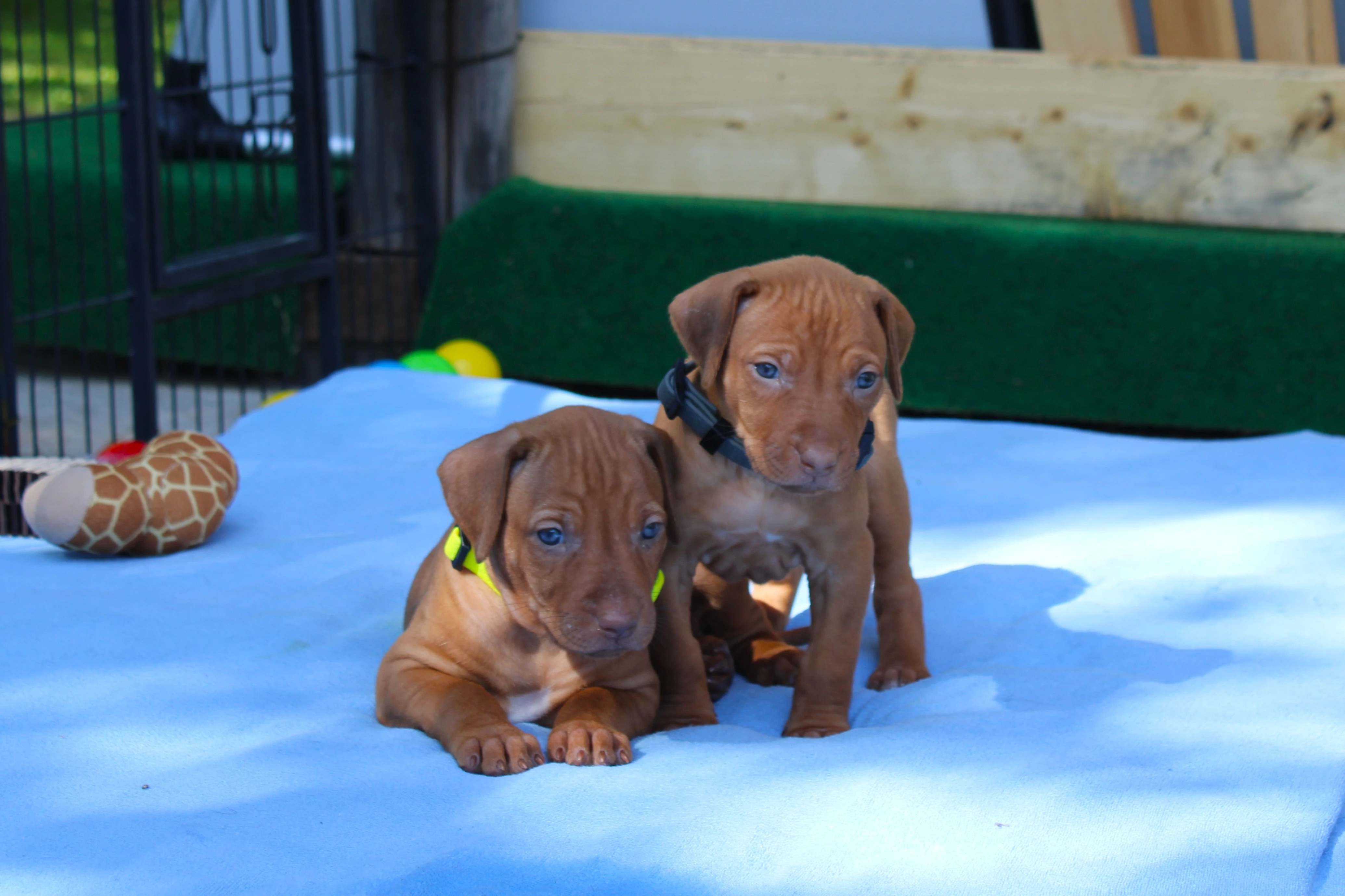 Rhodéský ridgeback - štěňátka