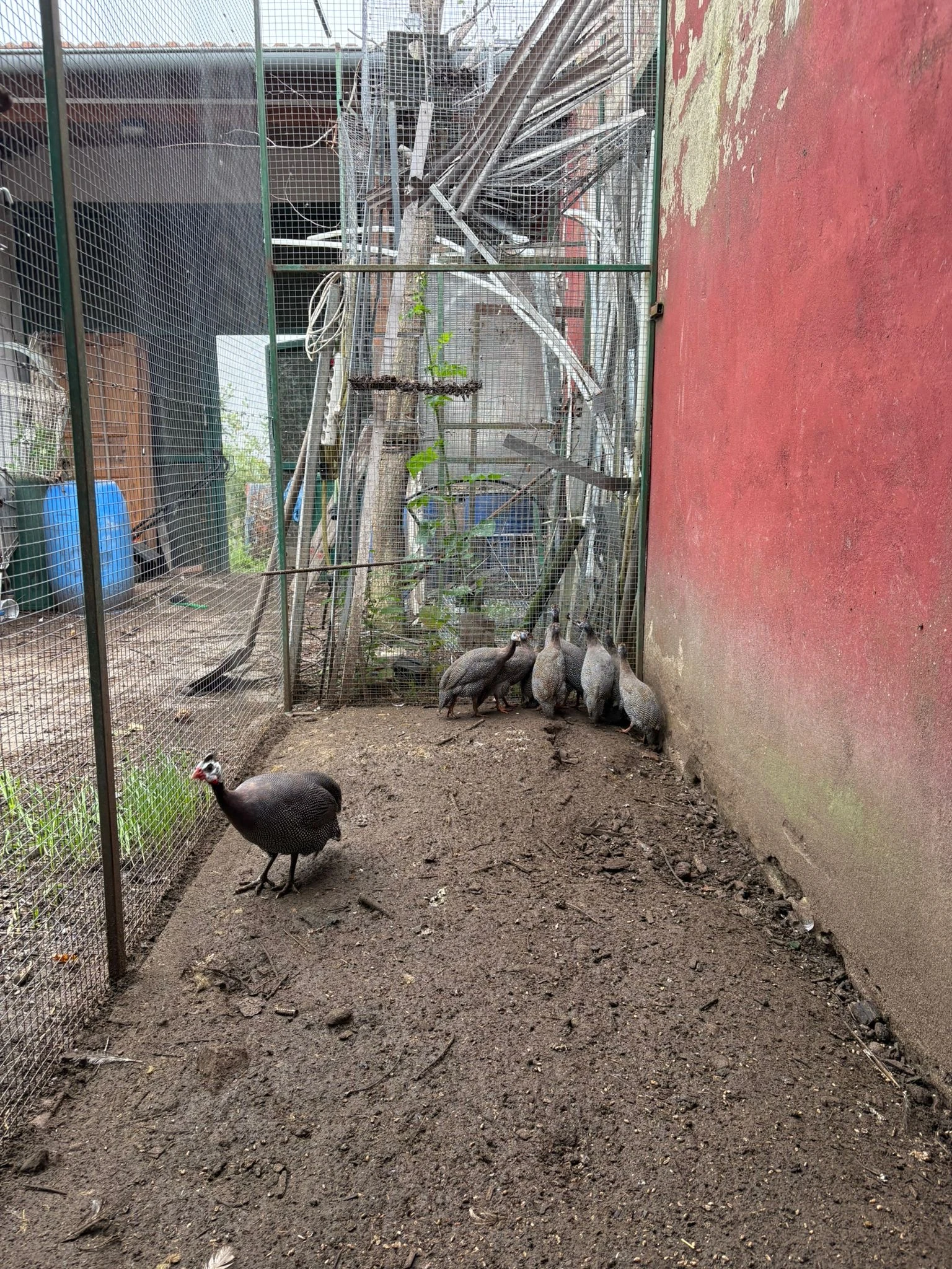 Prodám perličky a hedvábničky