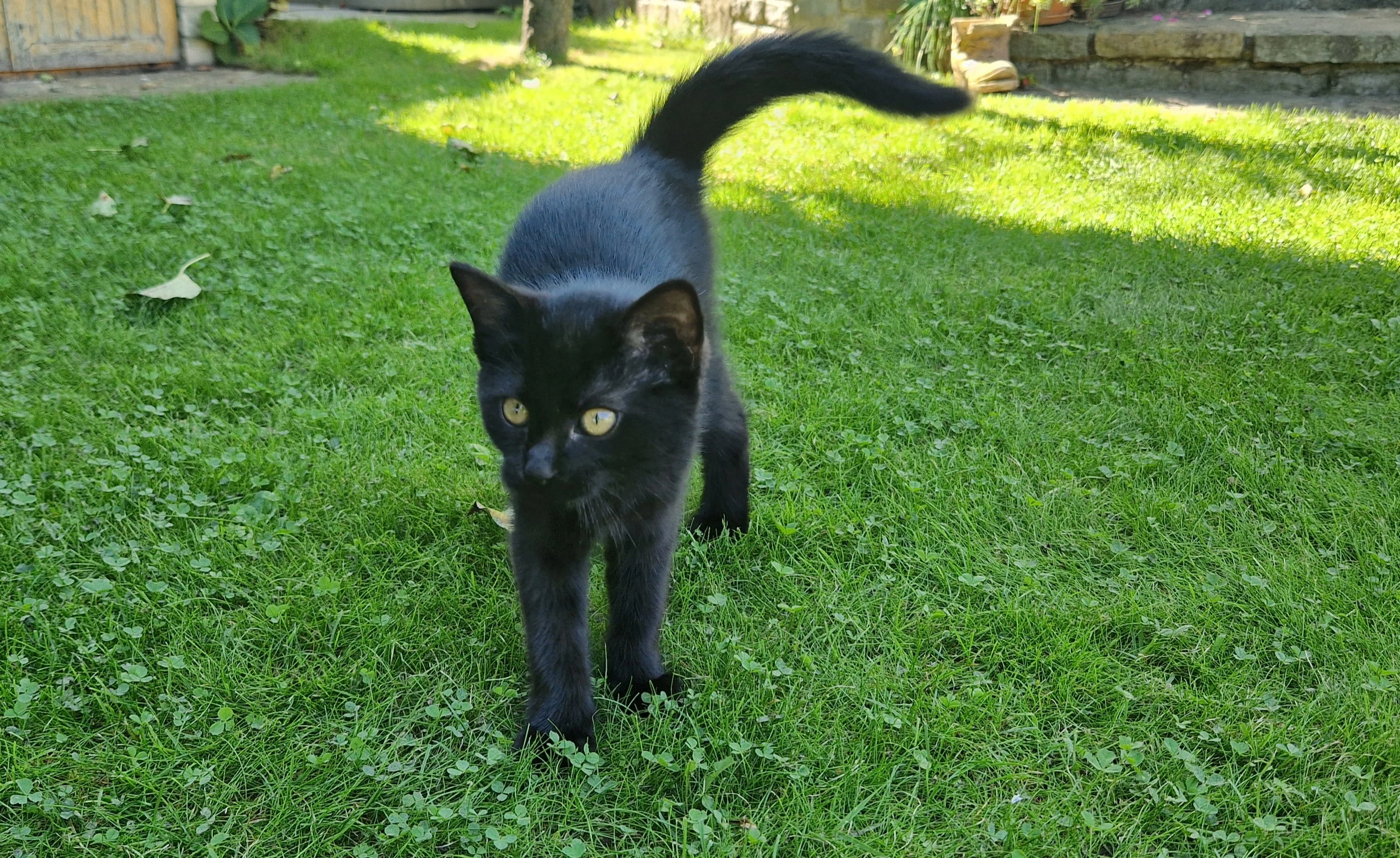 Daruji černou kočičku