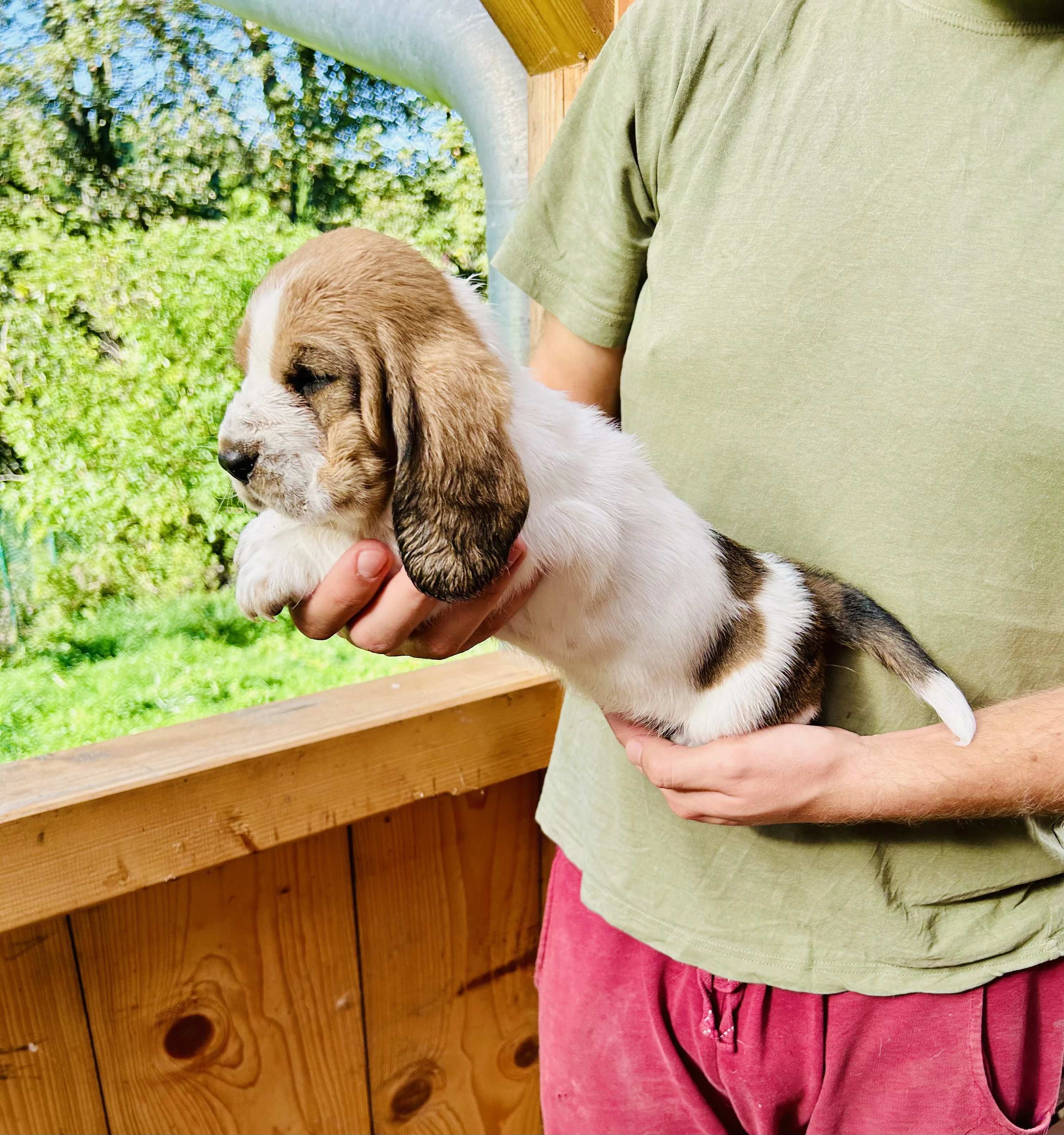 Štěňata Bassethound s PP