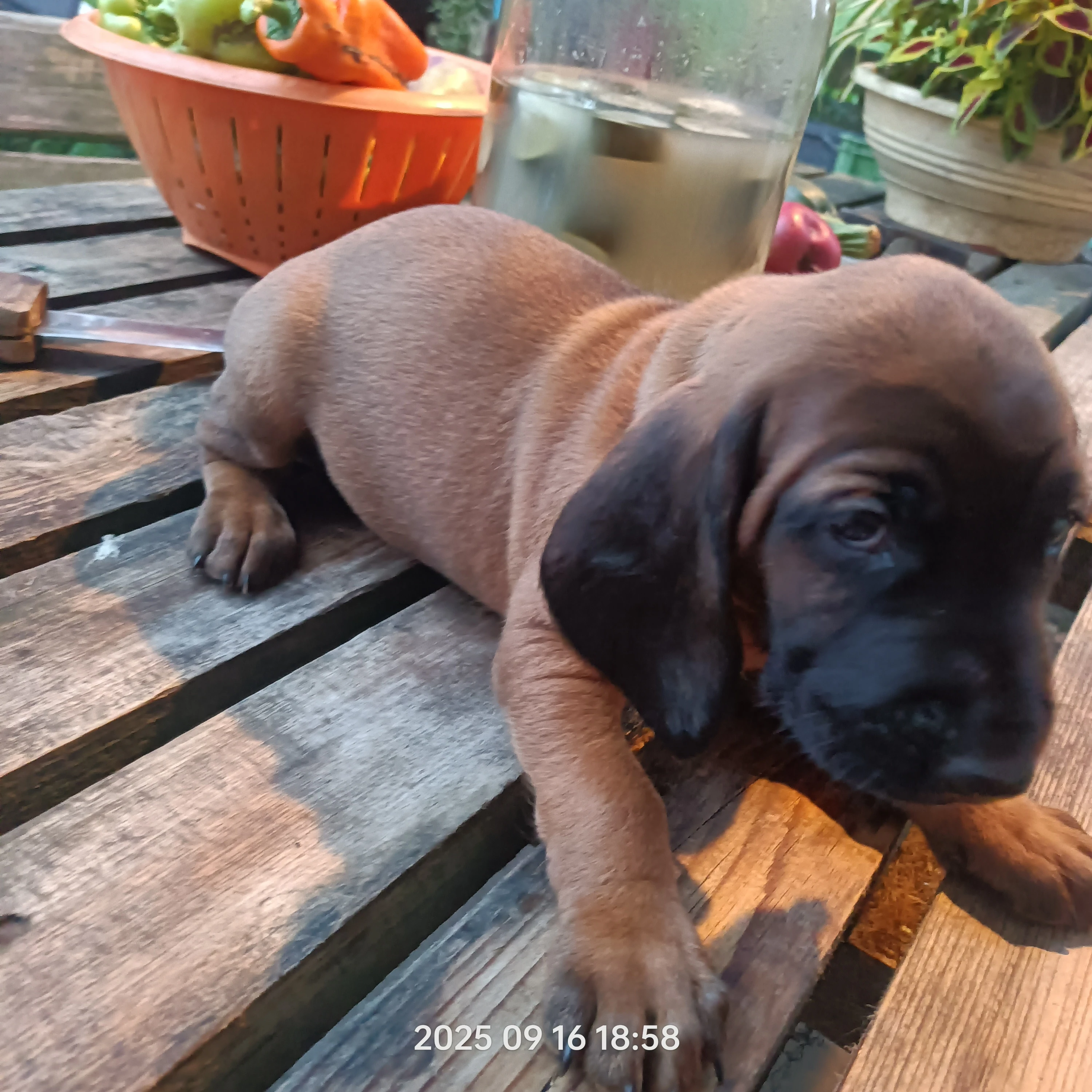 Štěňata v typu Bavorského Barváře