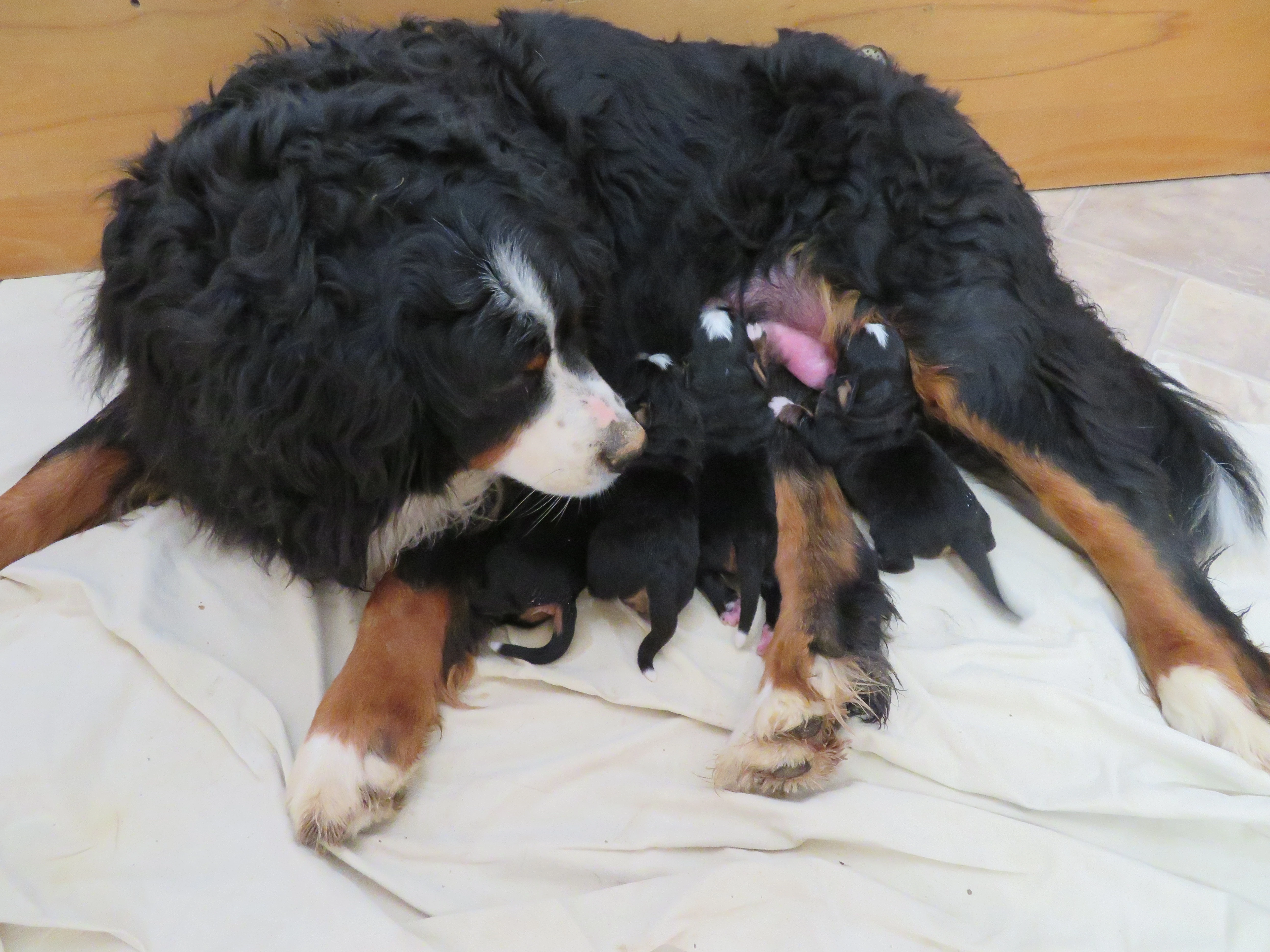 Bernský salašnický pes