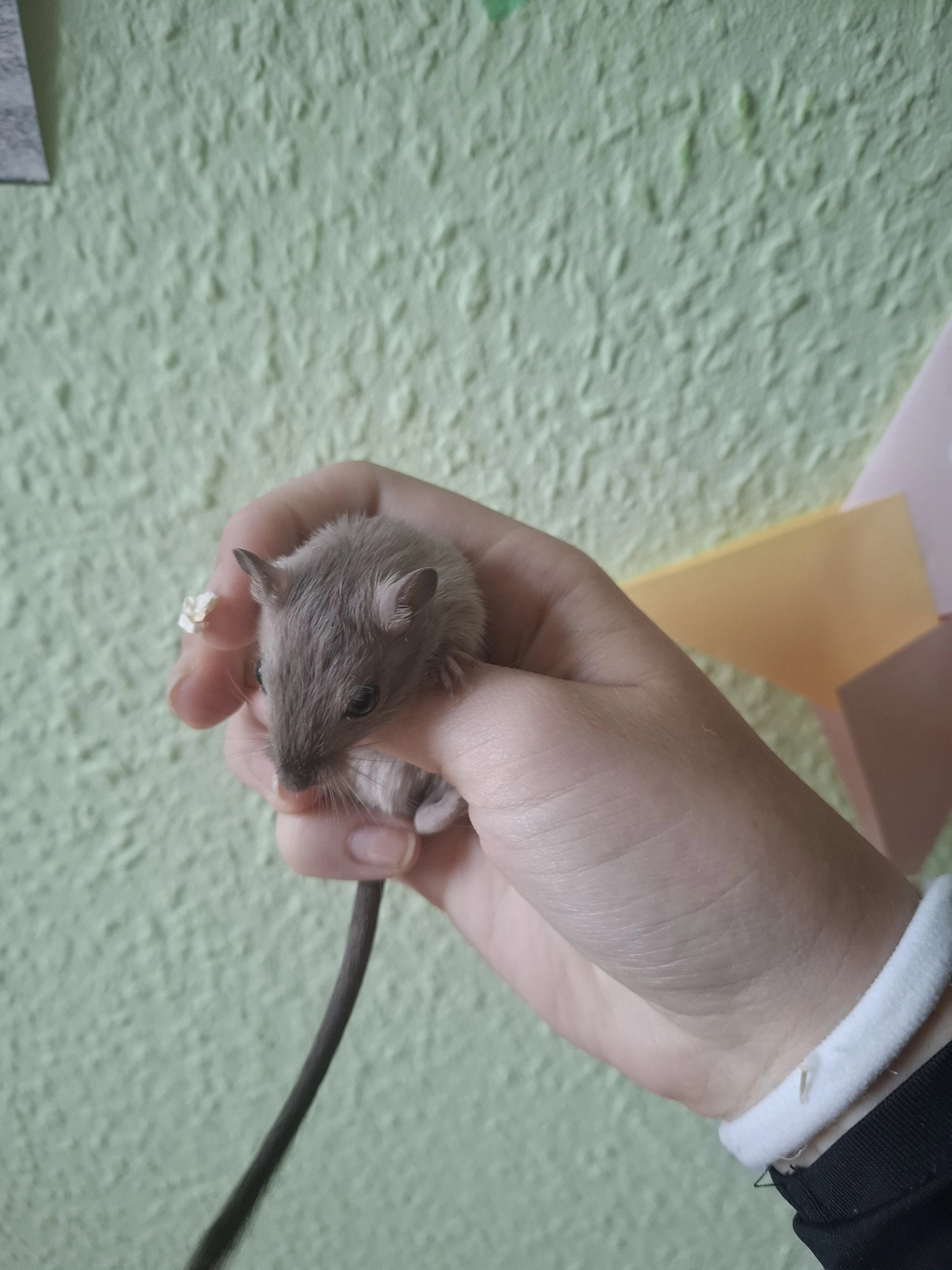 Pískomilý chlapečci