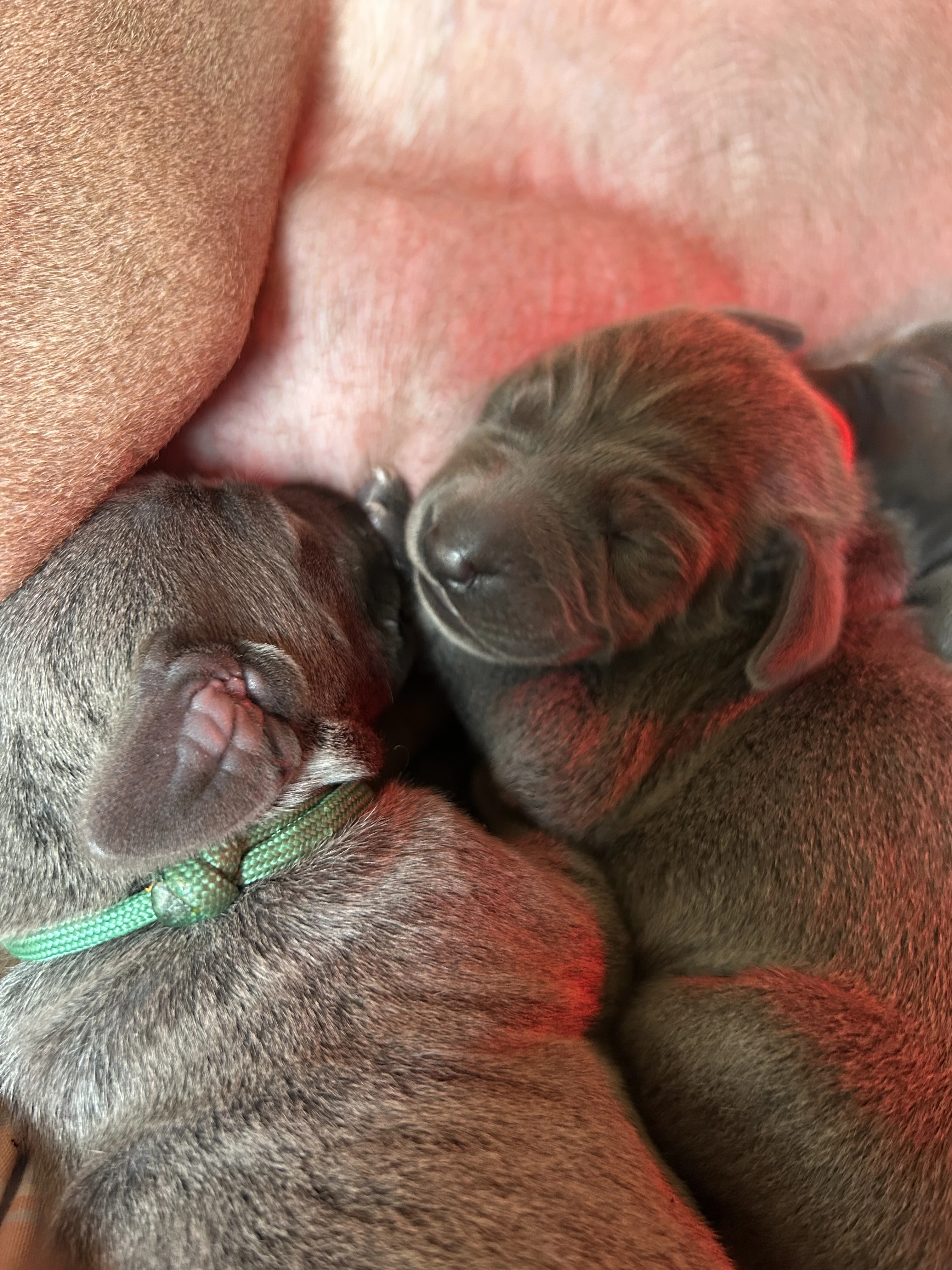 Výmarský ohař krátkosrstý modrý s PP