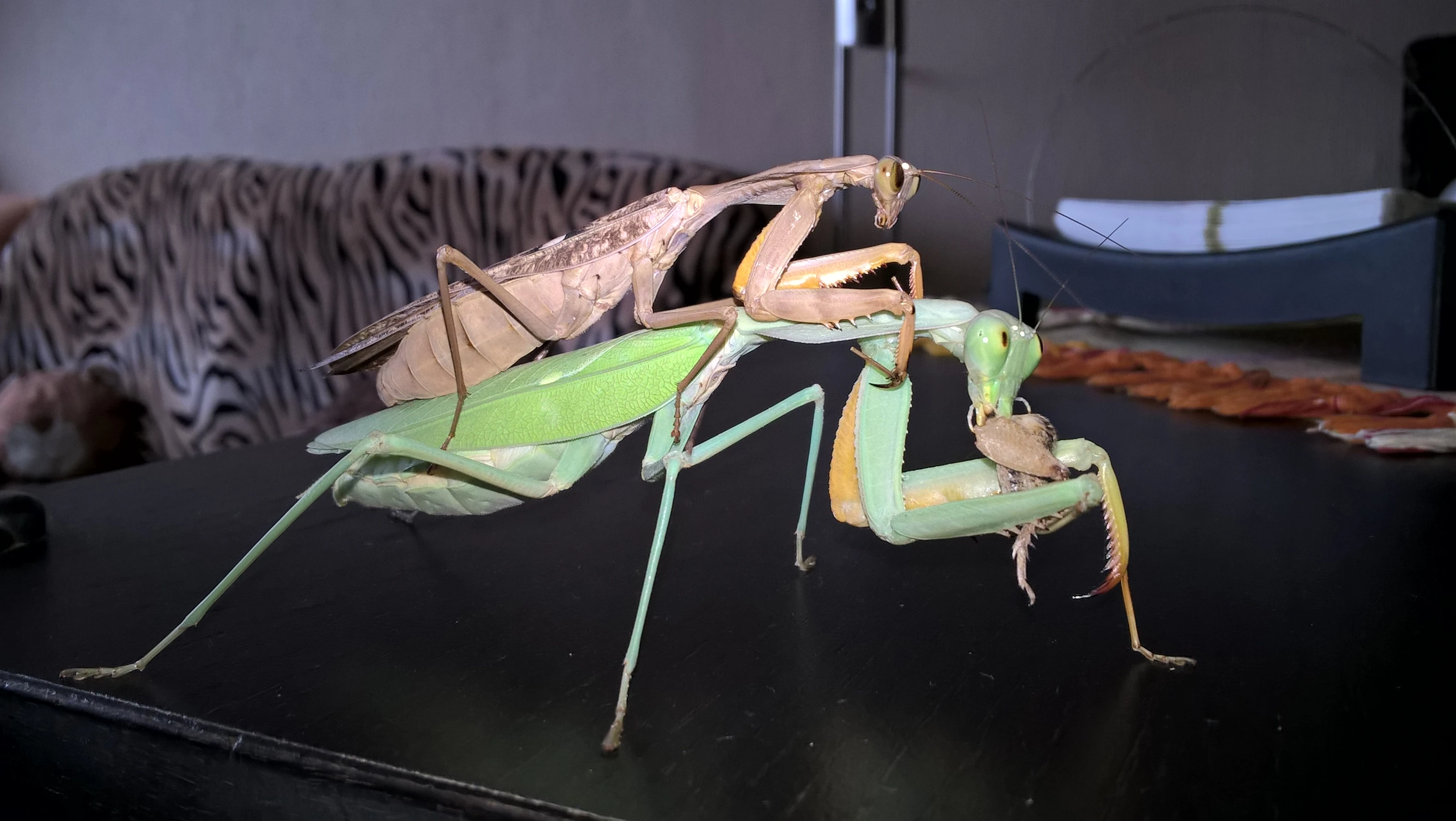 Určené kudlanky Rhombodera kirbyi a Popa spurca crassa