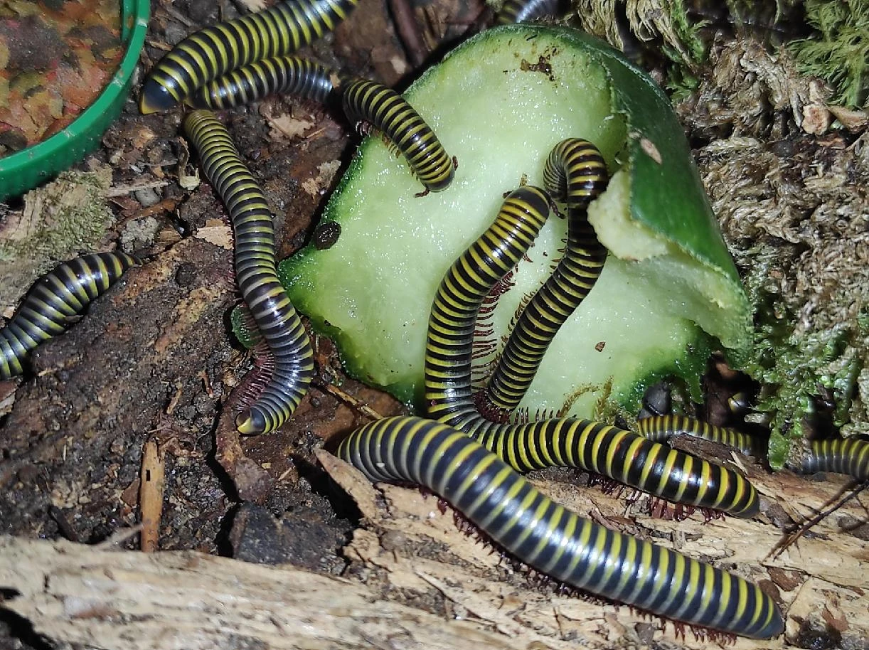Mnohonožky Anadenobolus monilicornis caribbean