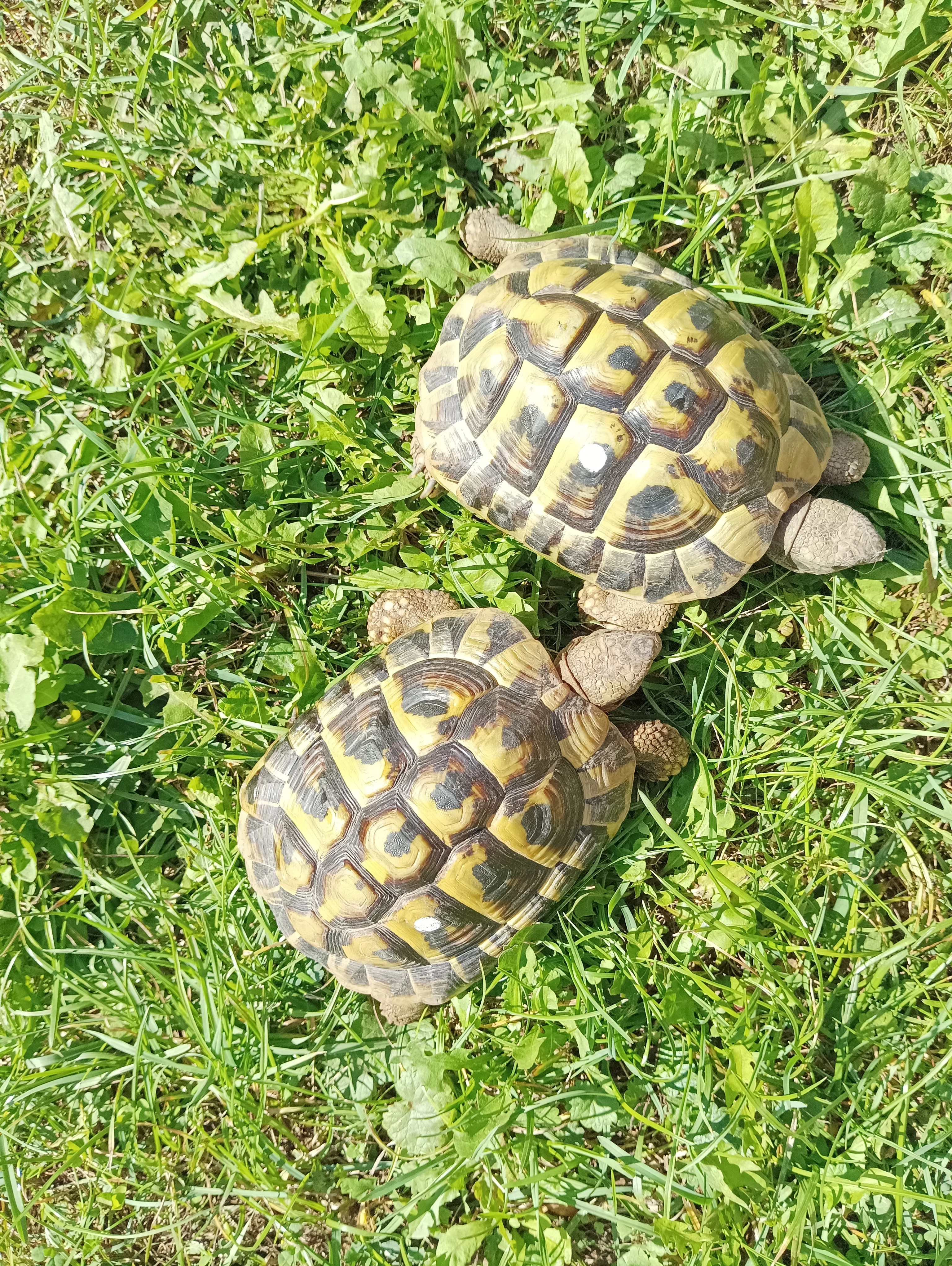 Želva zelenavá, stáří 4 roky