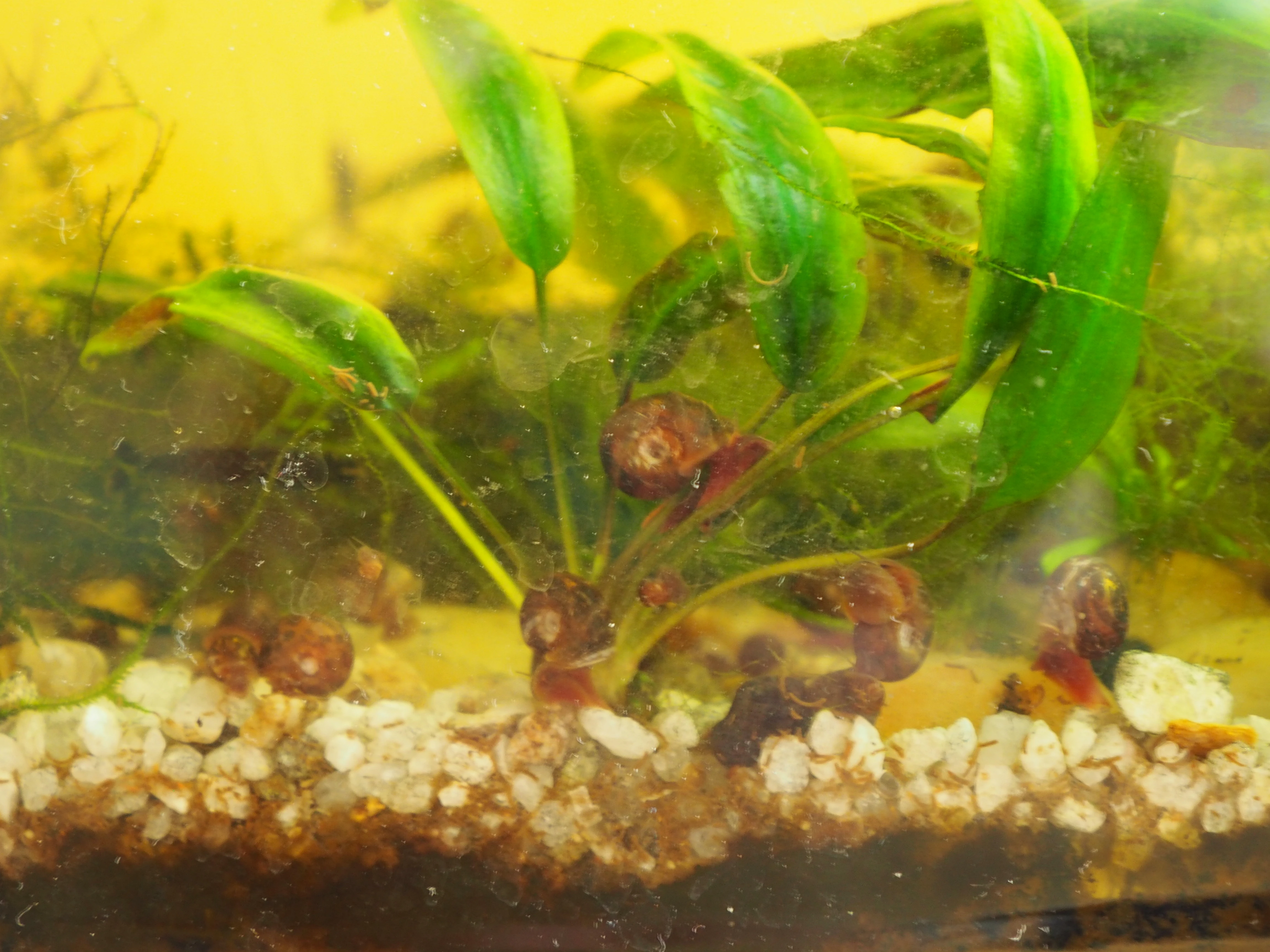 Okružák Ploský 500 ks