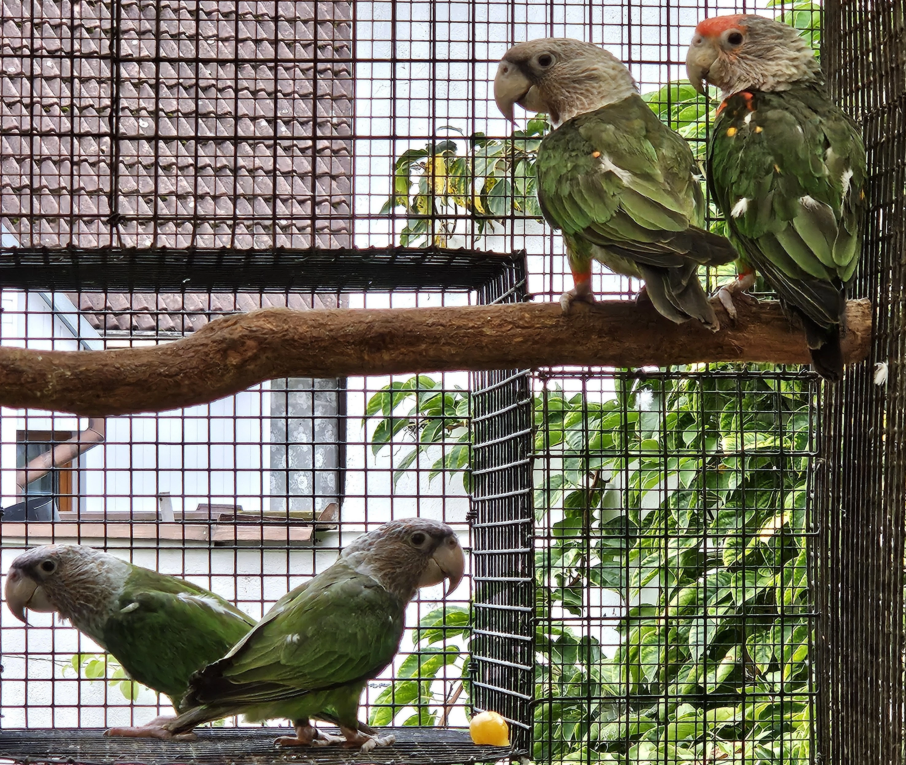 Papoušek šedohlavý (Kapský) 2,0 2025