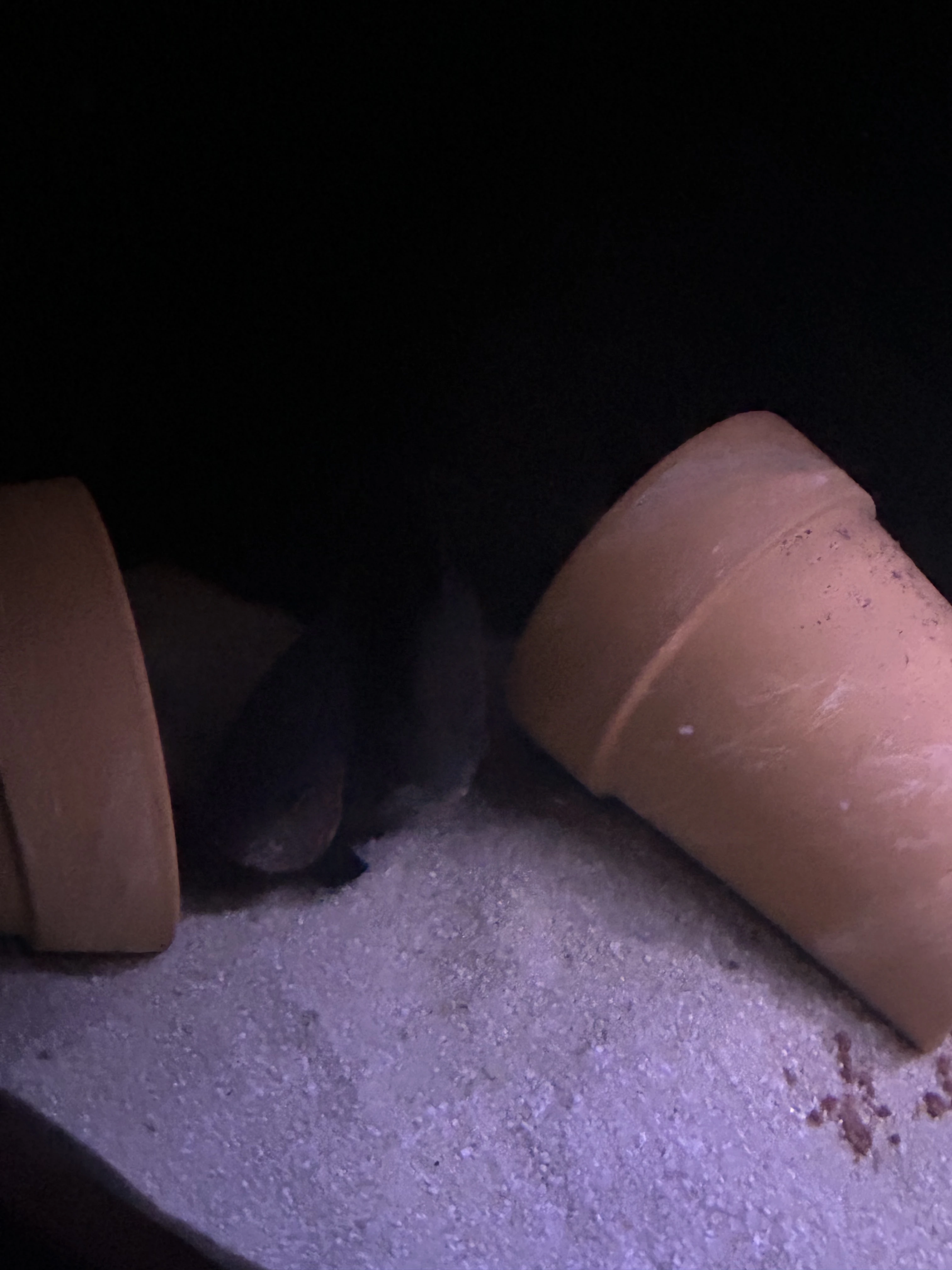 Vrubozubce paví 2 daruji