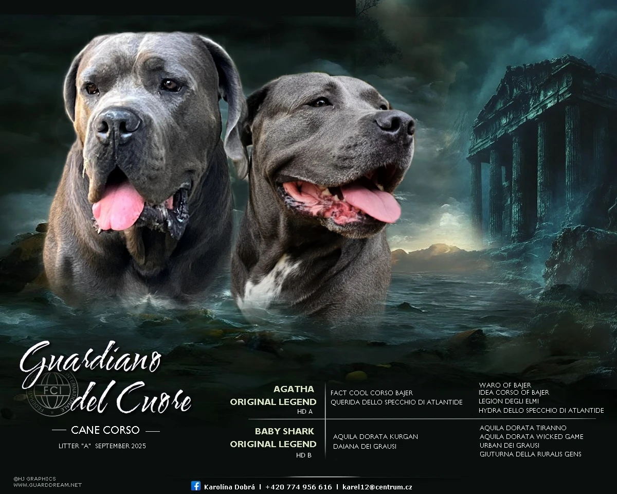 Cane Corso štěňátka s PP – narozená 23.9.2025