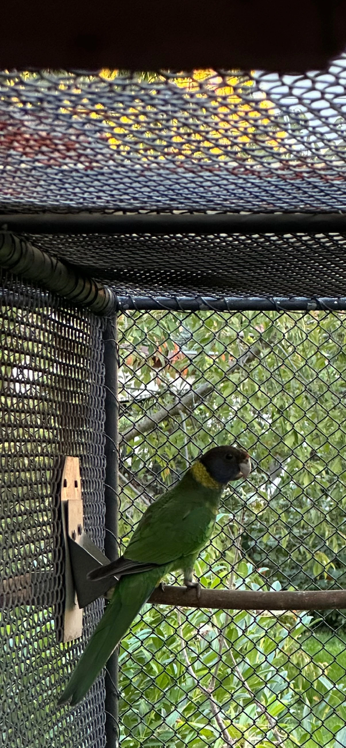 Barnard límcový velký