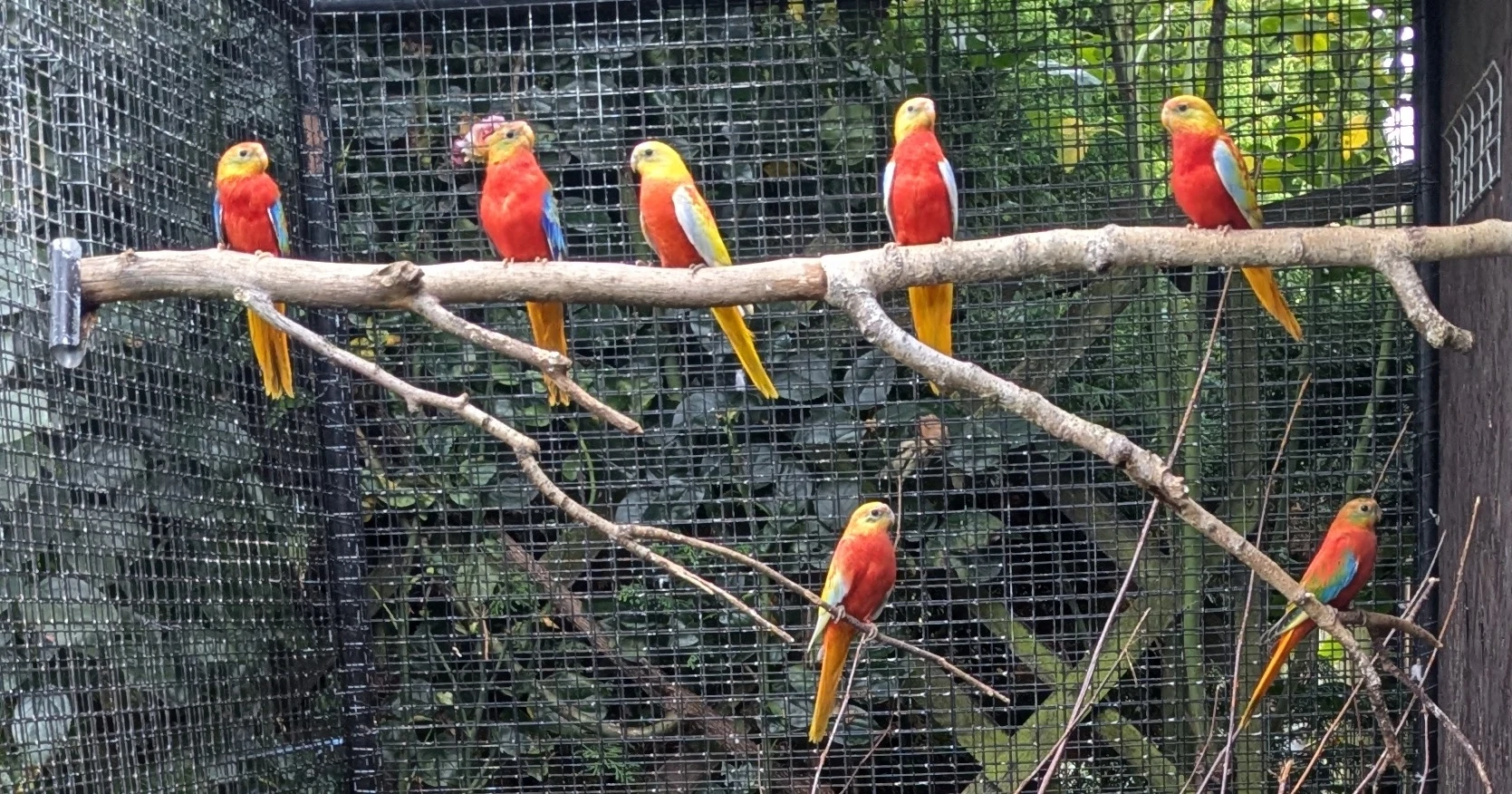 Neoféma tyrkysová zlatožlutá rudoprsá a zelená rudoprsá