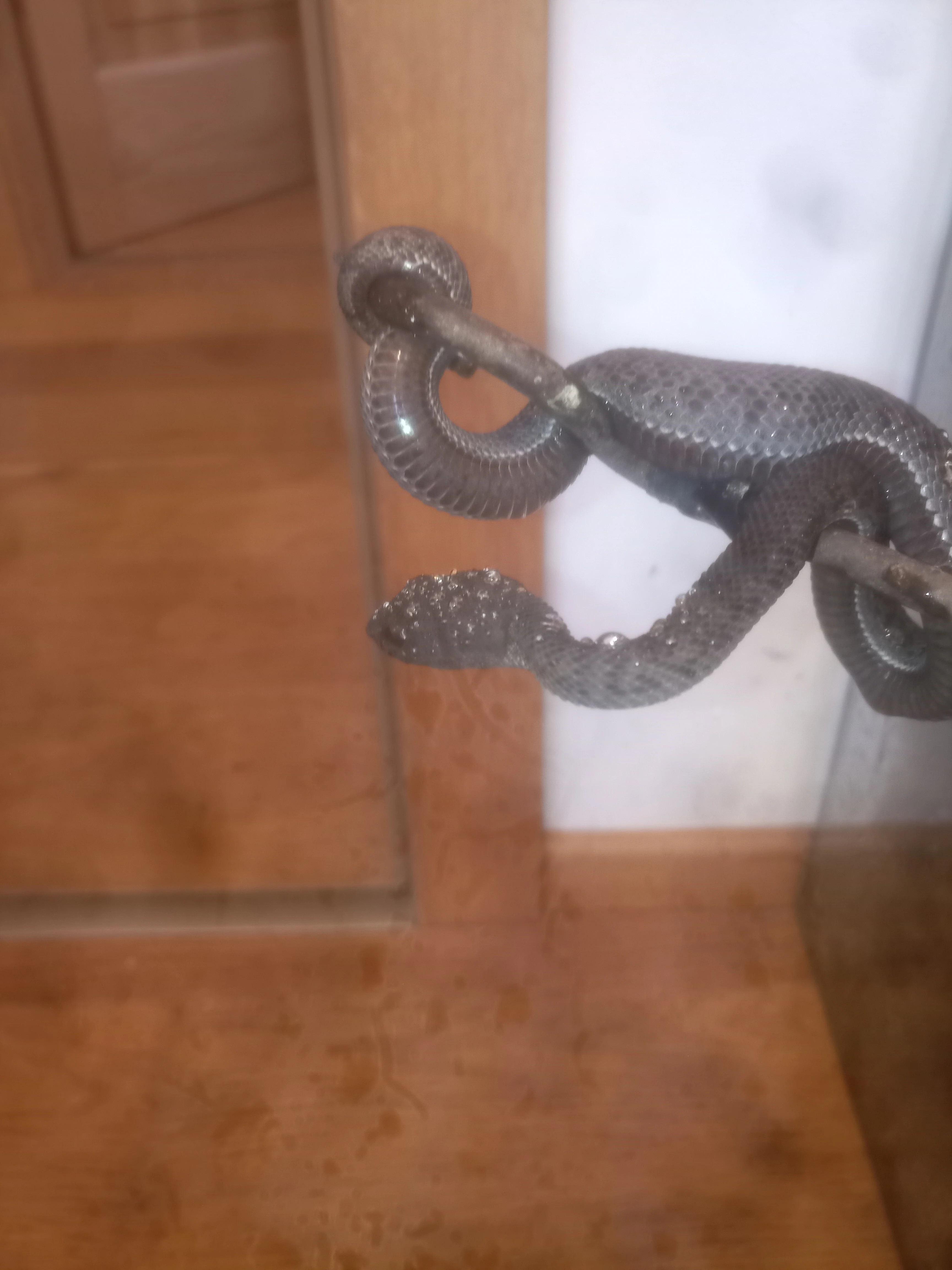 Trimeresurus purpureomaculatus NZ 2024, 2025