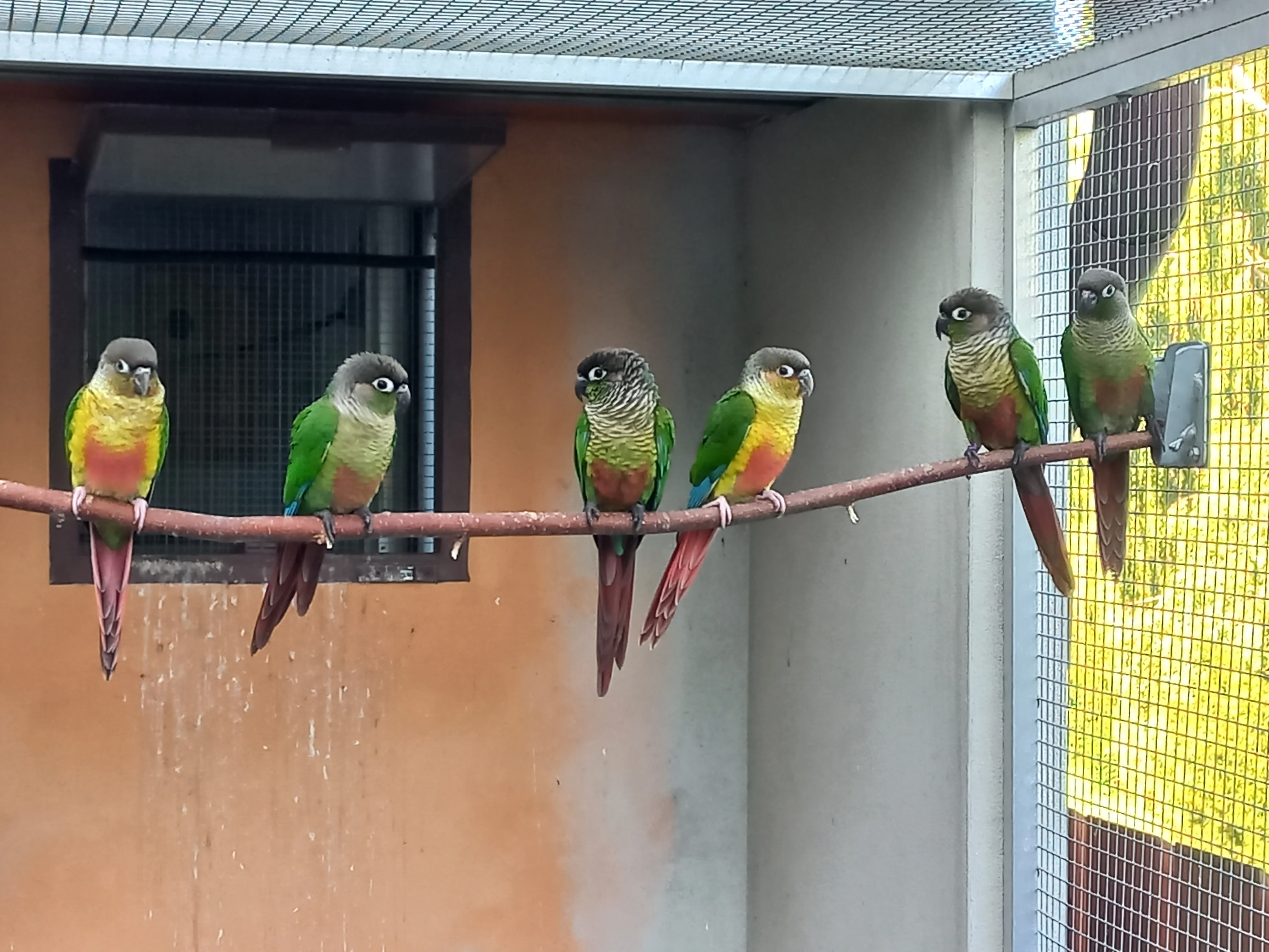 Prodám 2,0 pyrura zelenolící