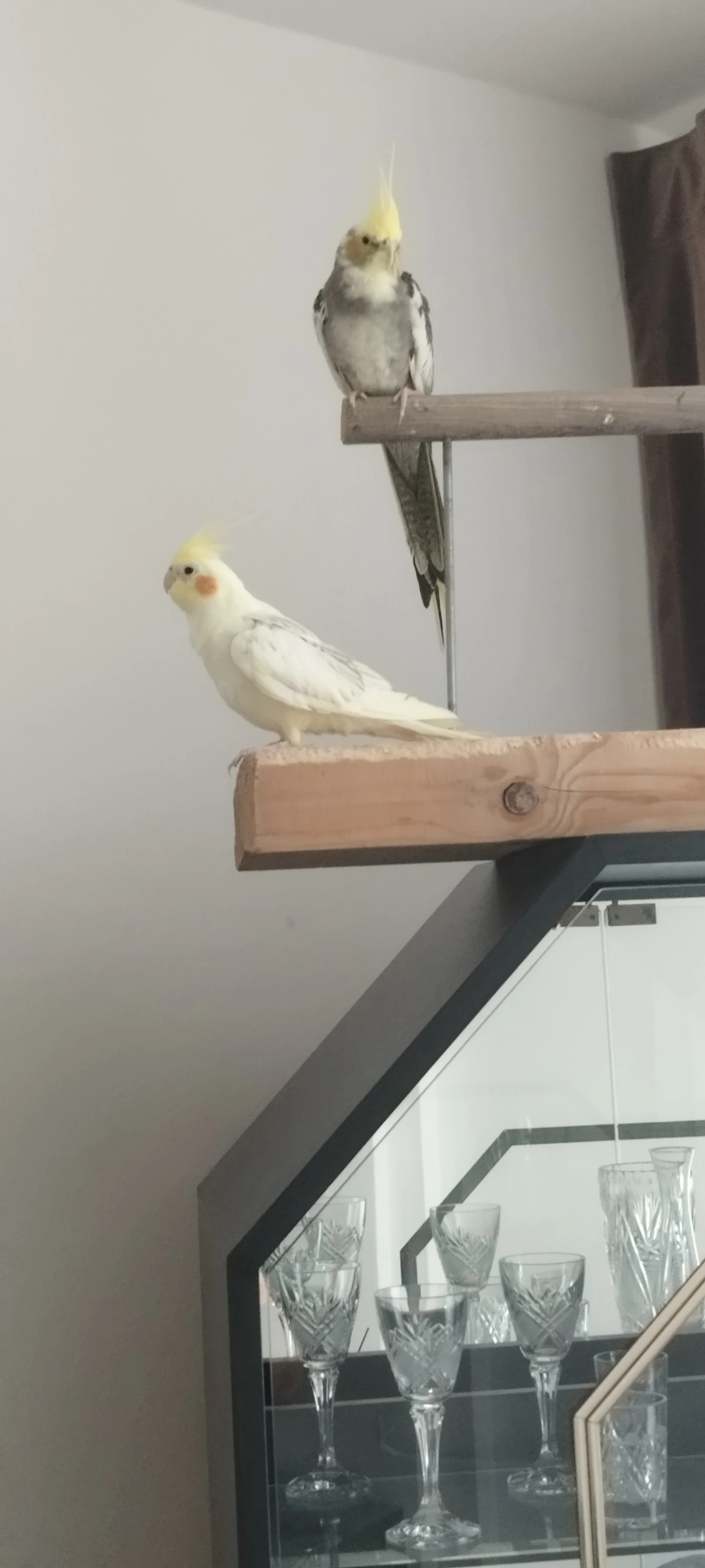 Prodám 2 korely šedou a straku