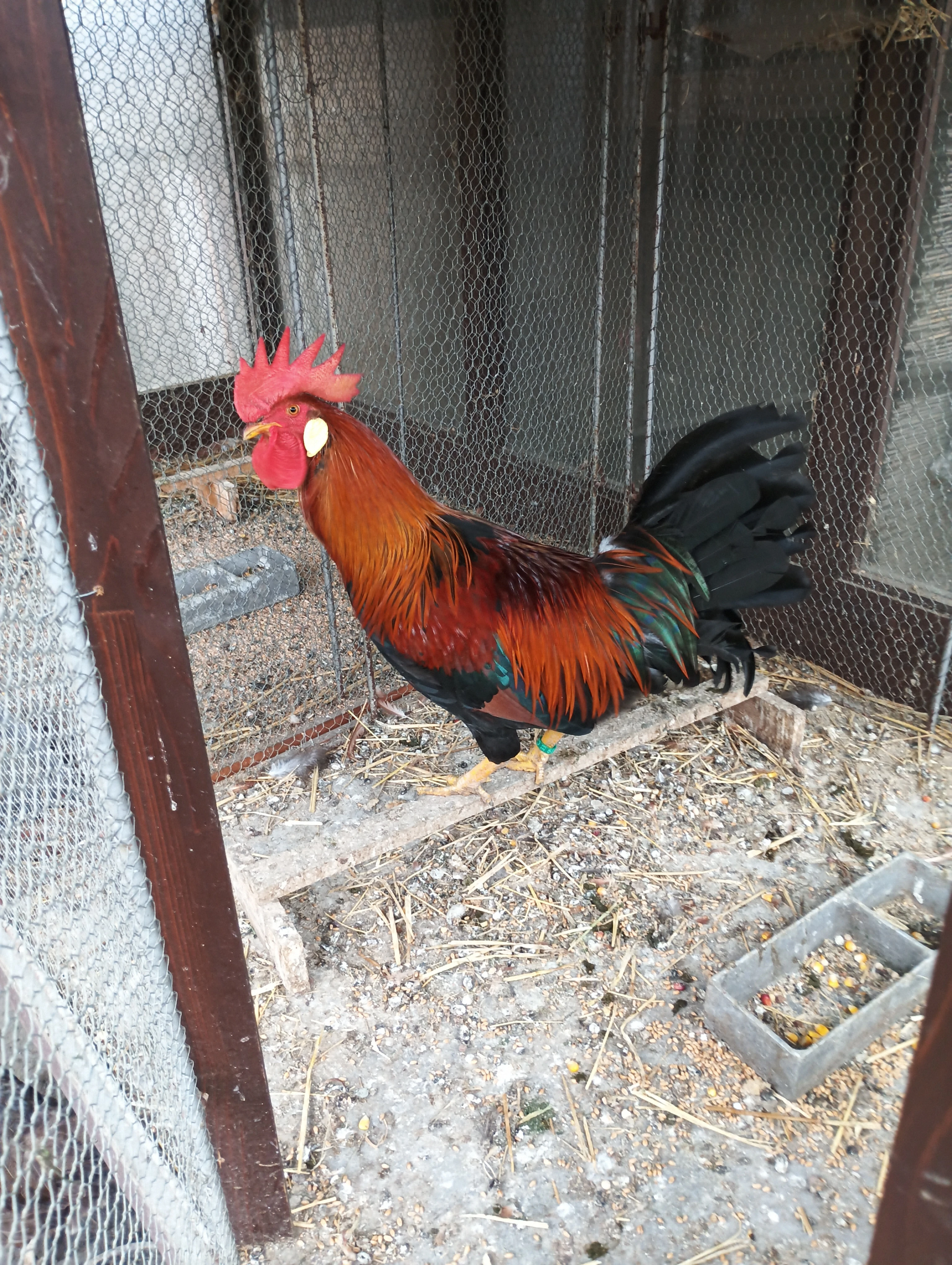 Prodám kohouta Vlašky koroptví