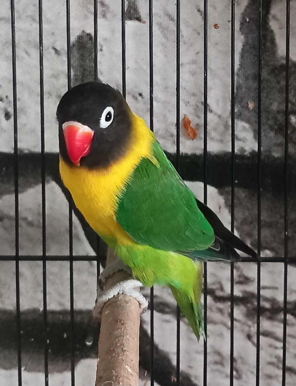 Přírodní škraboch