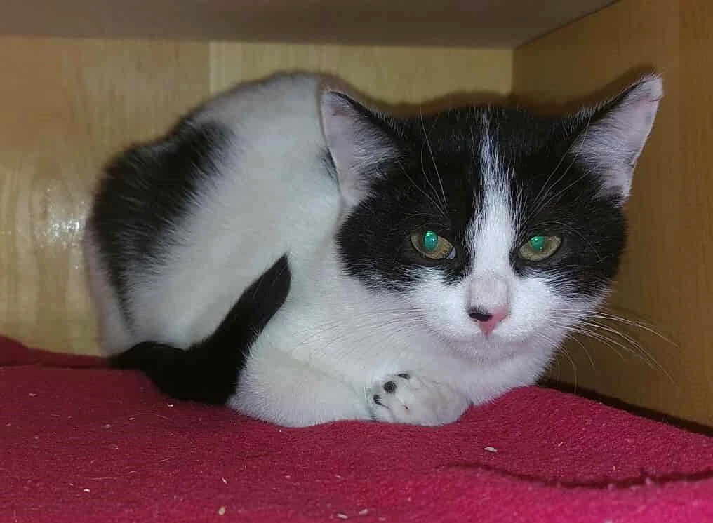 Kočička Esterka hledá nový domov
