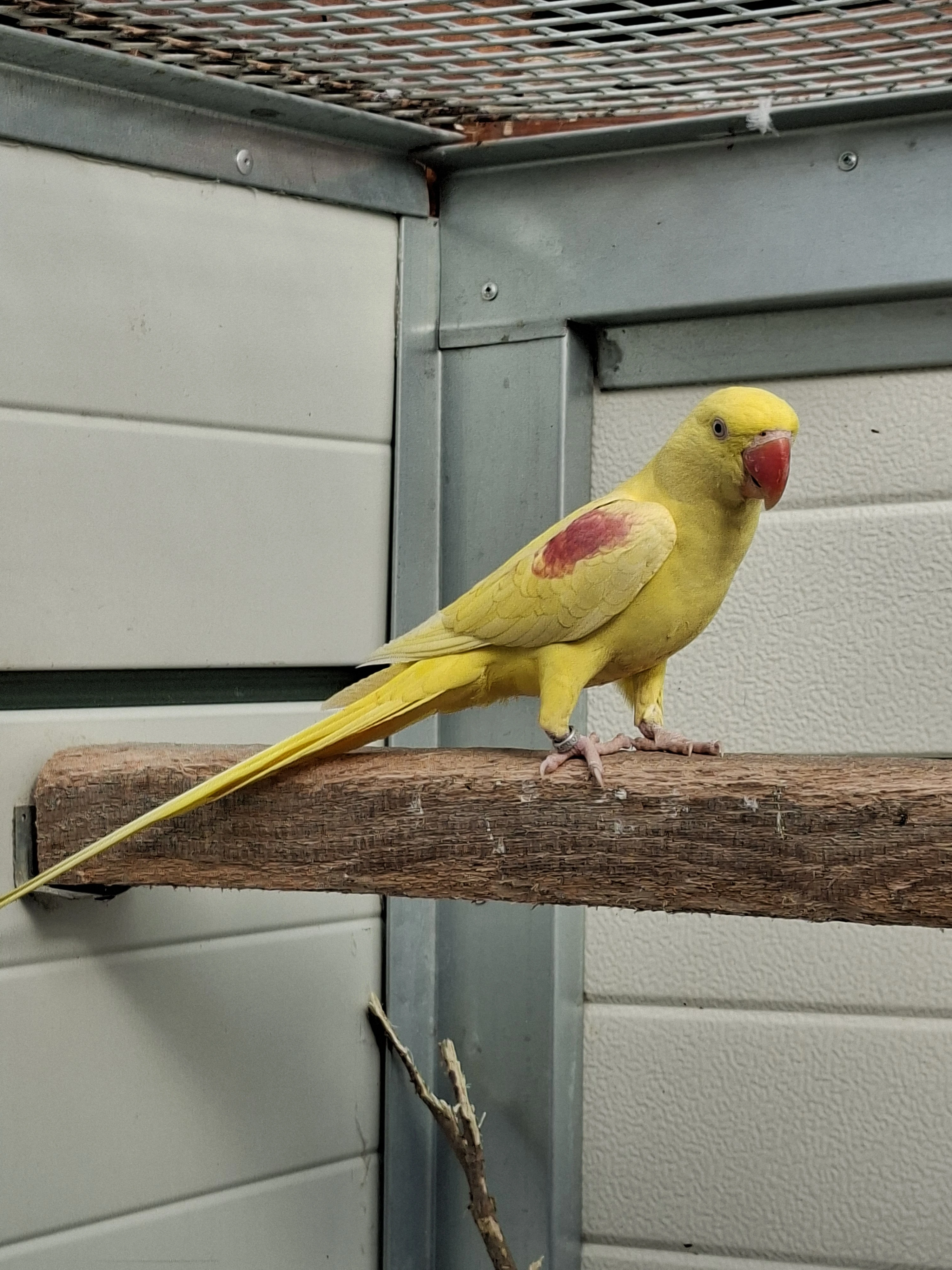 Alexandr velký lutino