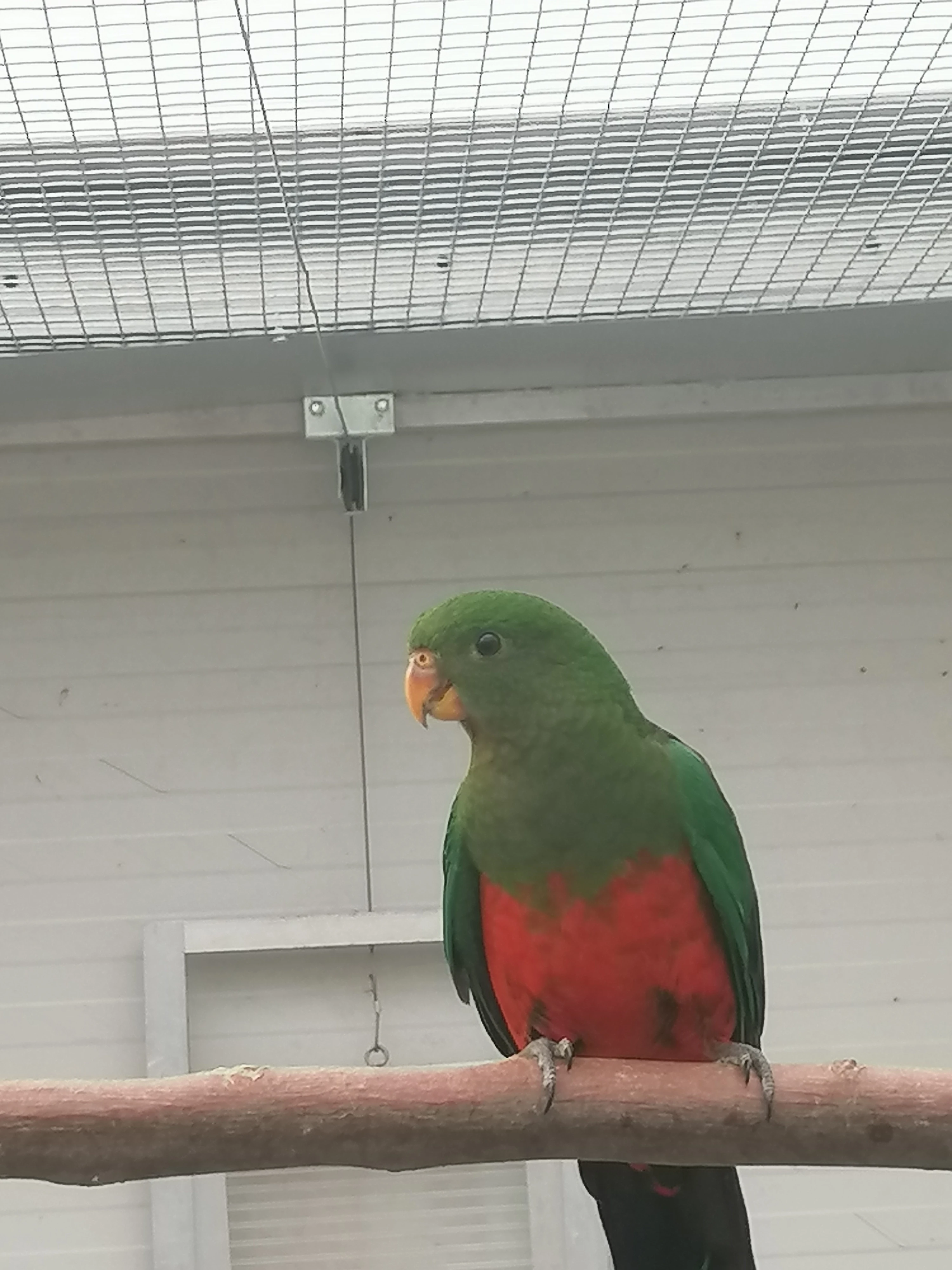 Papoušek královský