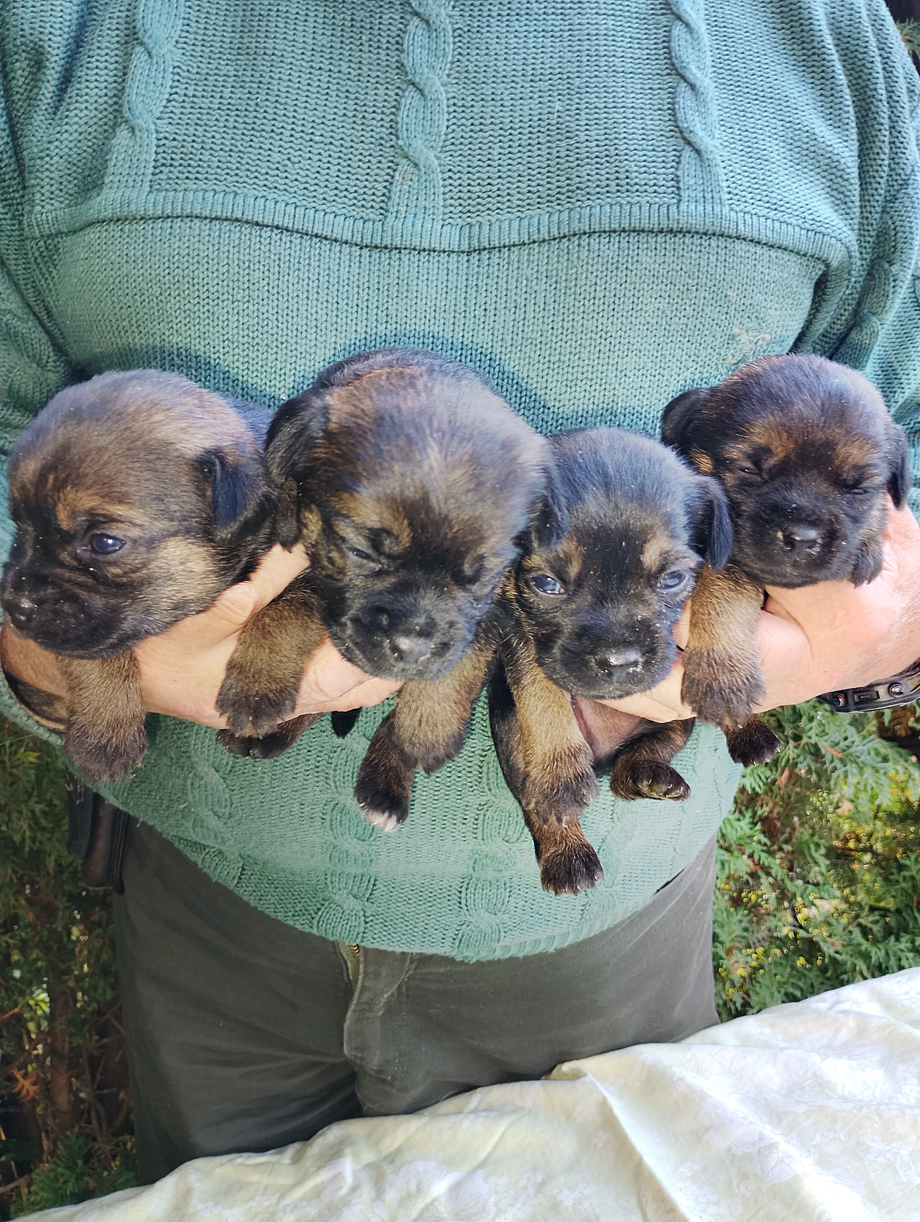Štěňata v typu border teriera bez PP