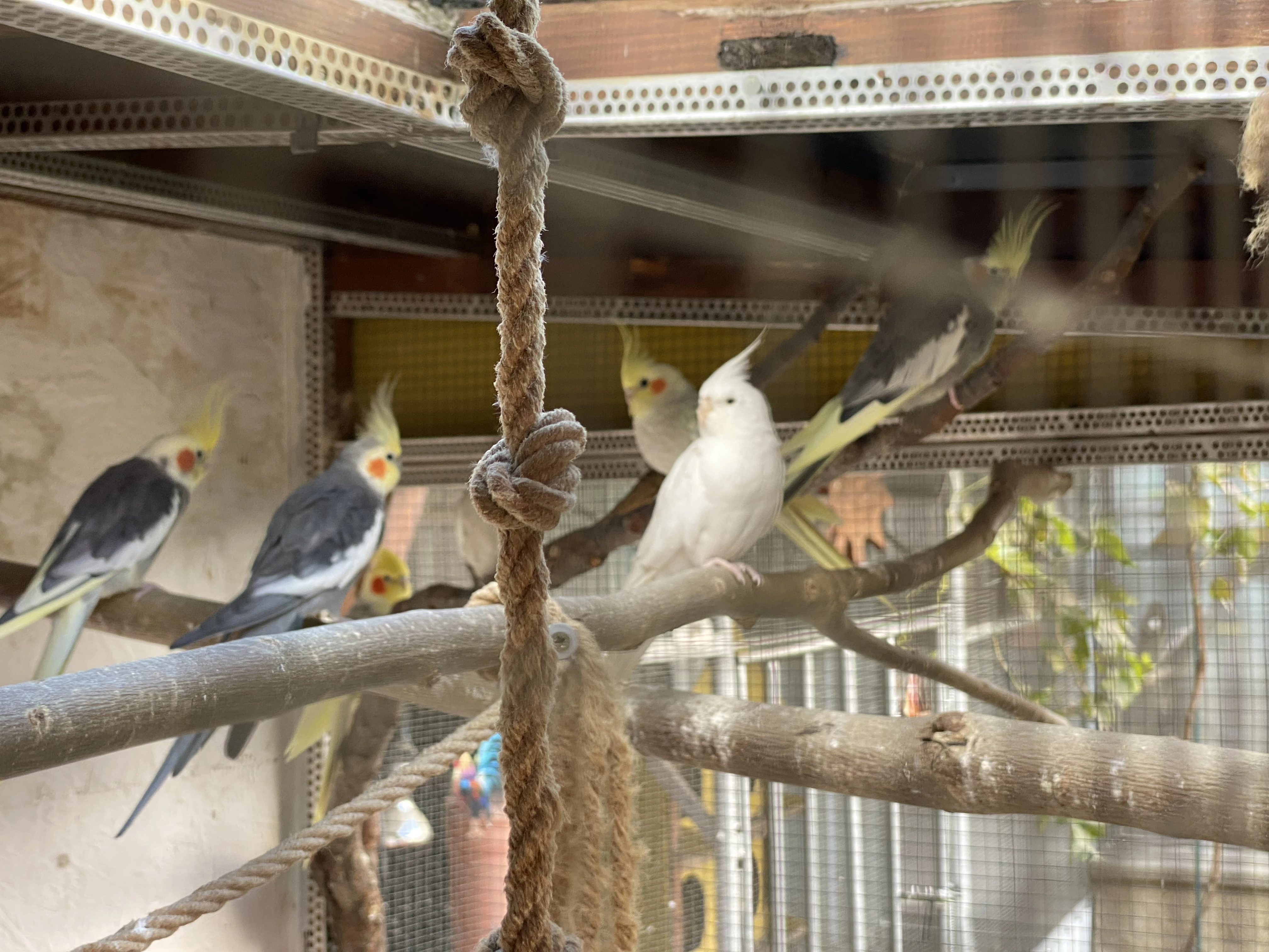 Rozela,korela,horsky