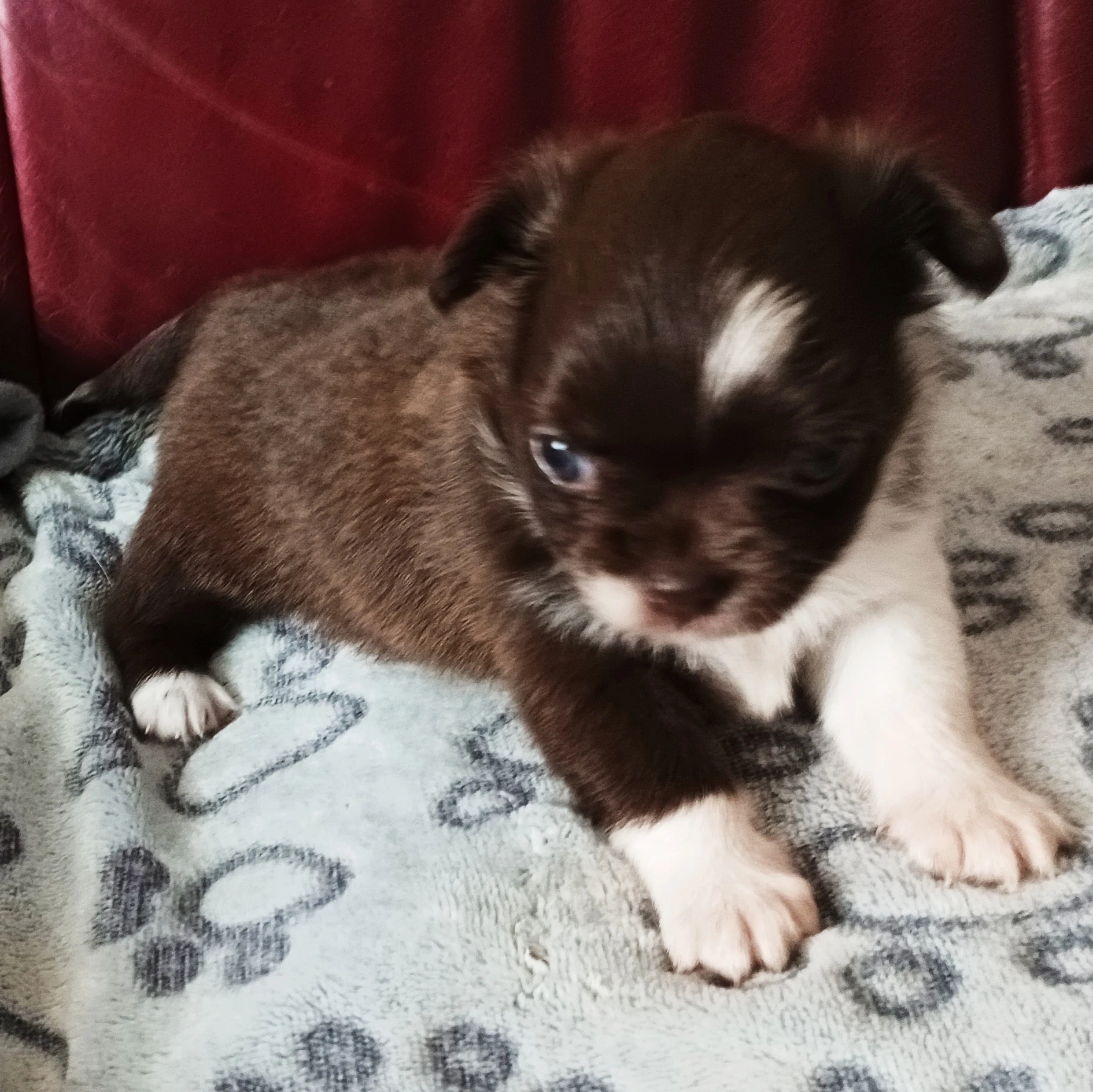 Čivava, krásná štěňátka s PP FCI.