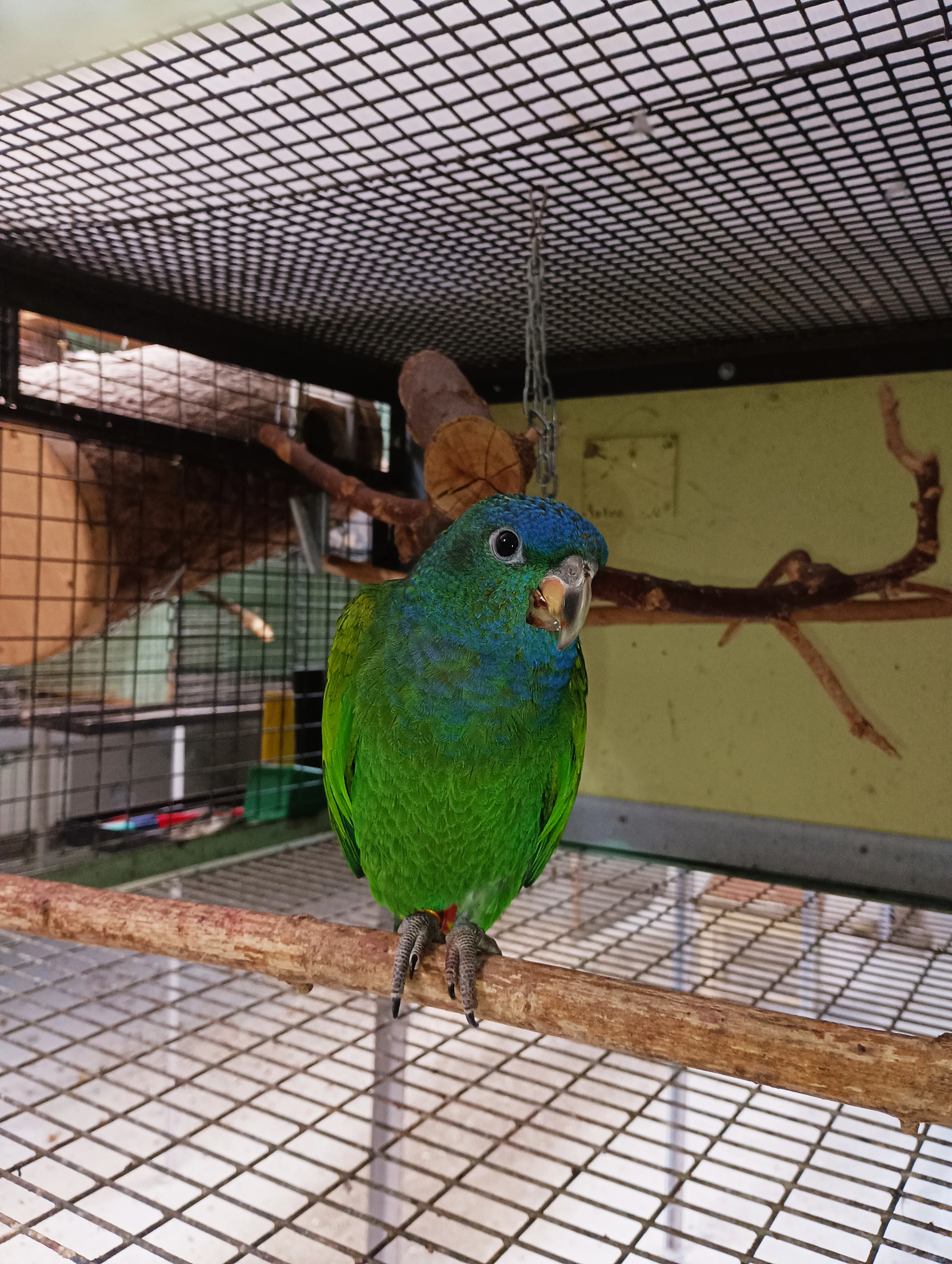 Amazonek modrohlavý,